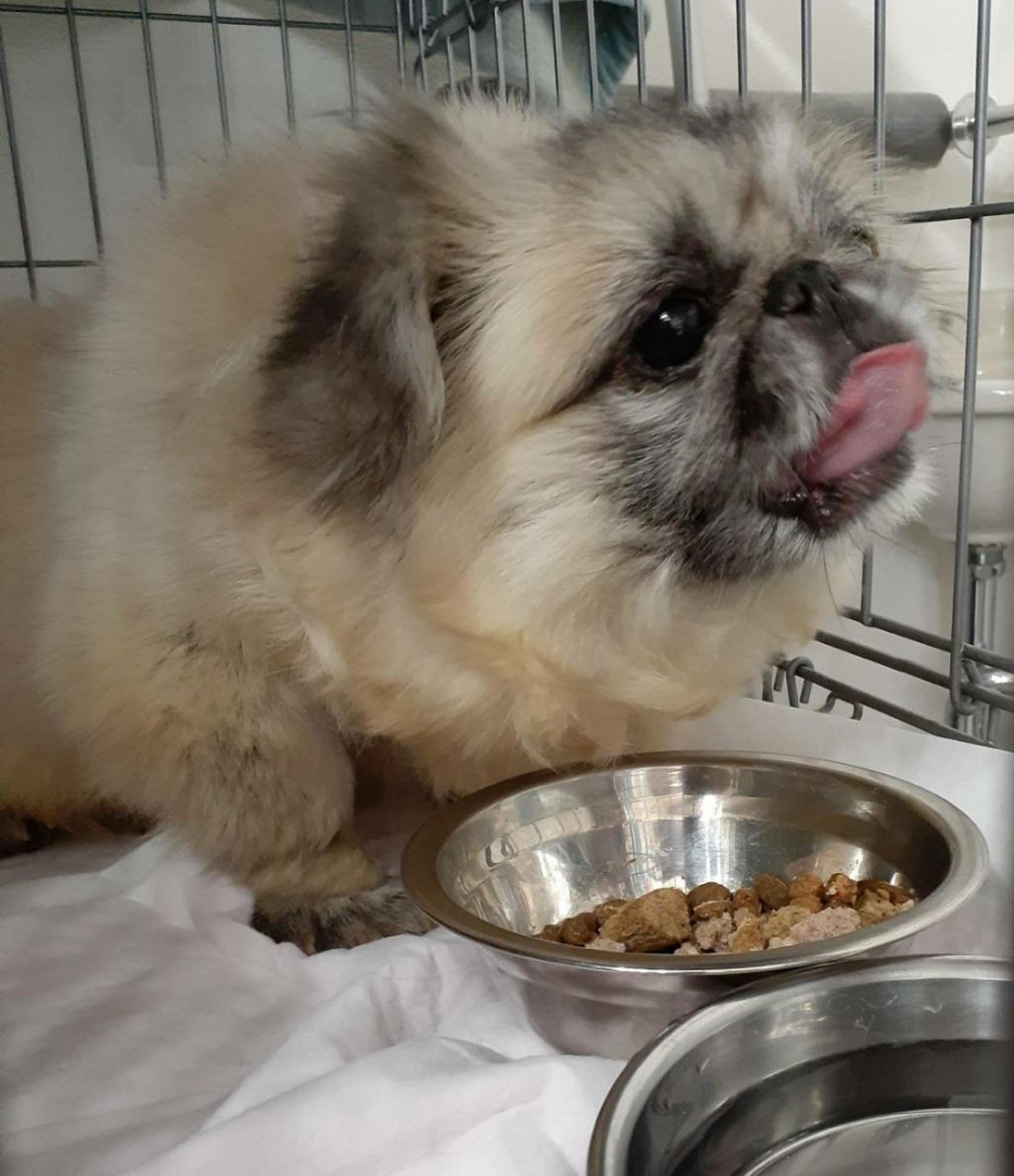 pet-image-6