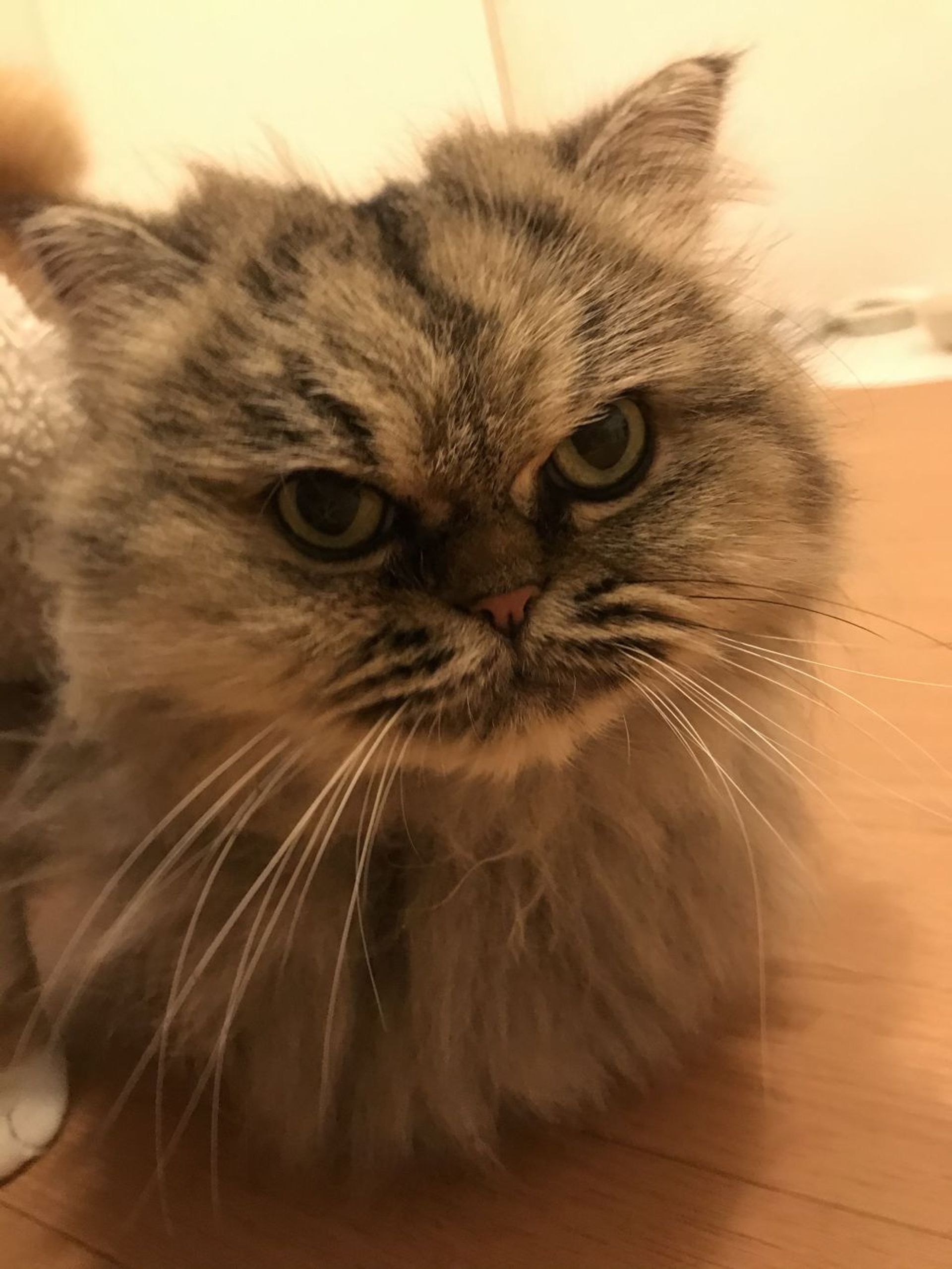 エキゾチックショートヘア・メスの里親募集の写真