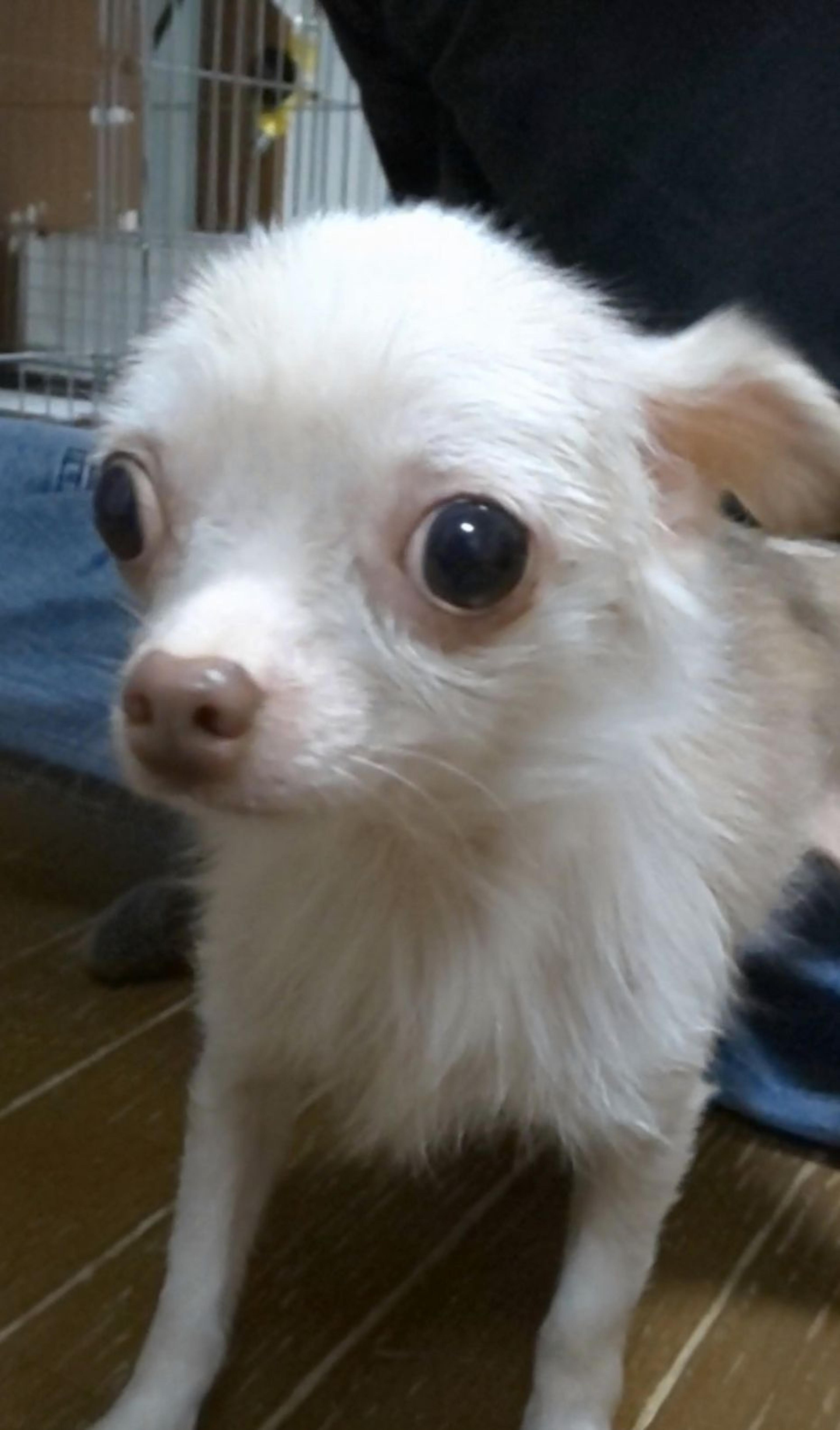 pet-image-4