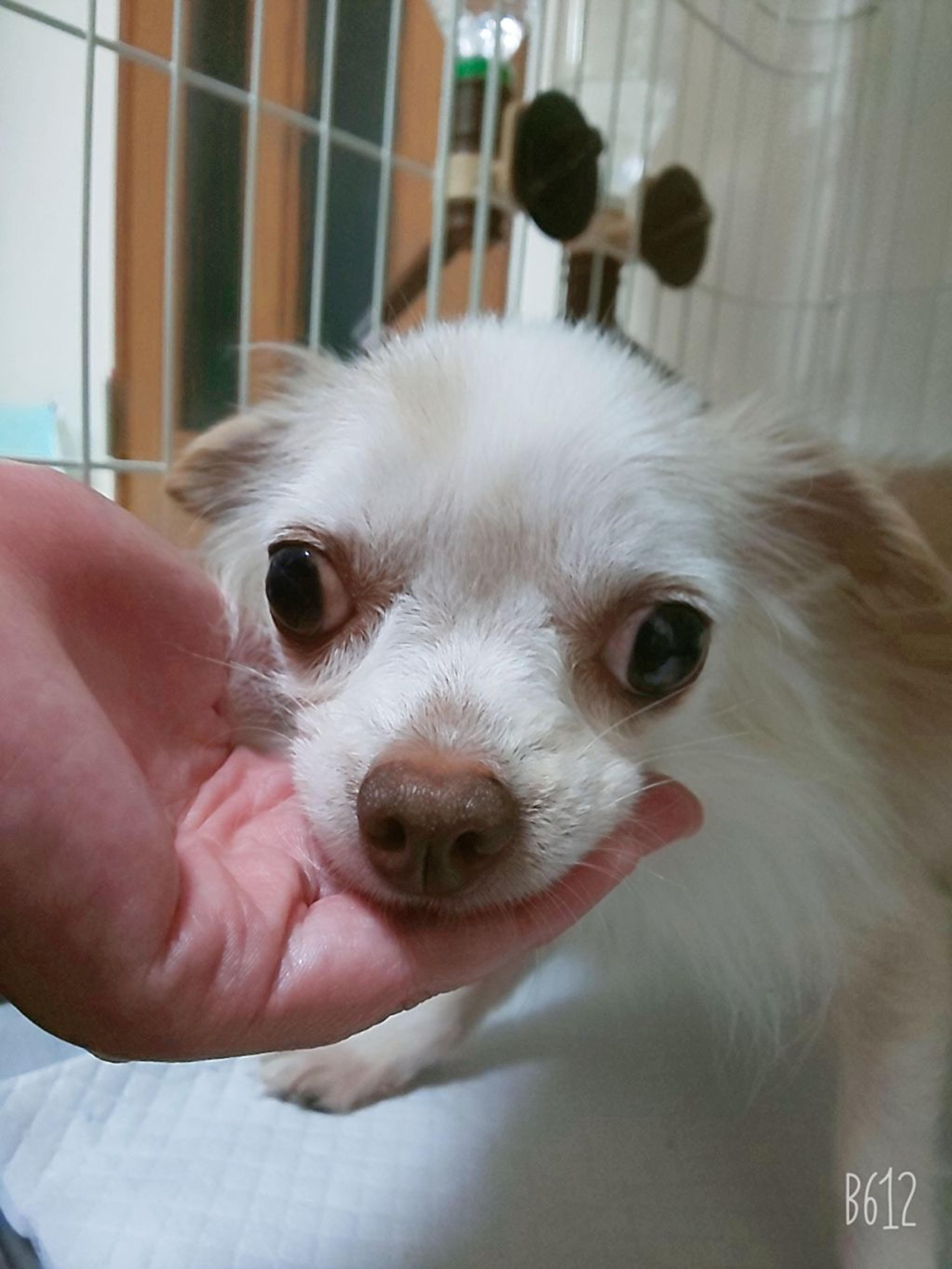 pet-image-5