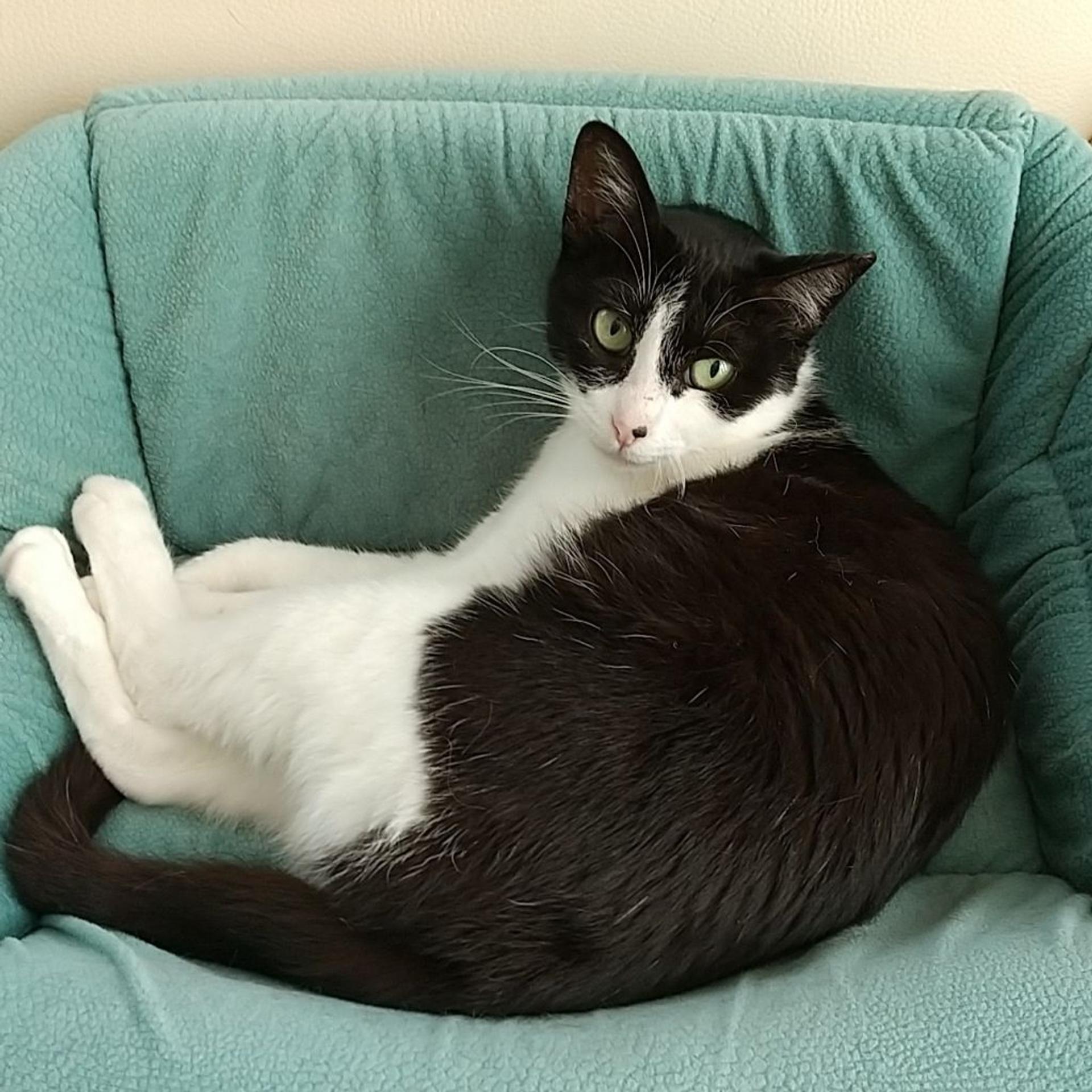 pet-image-2