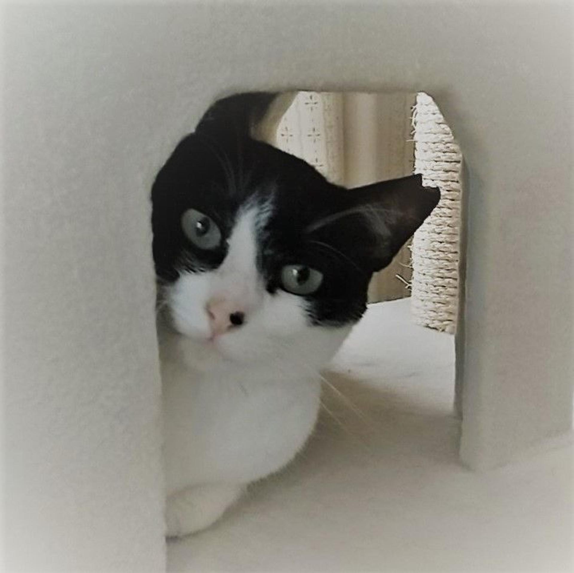 pet-image-3