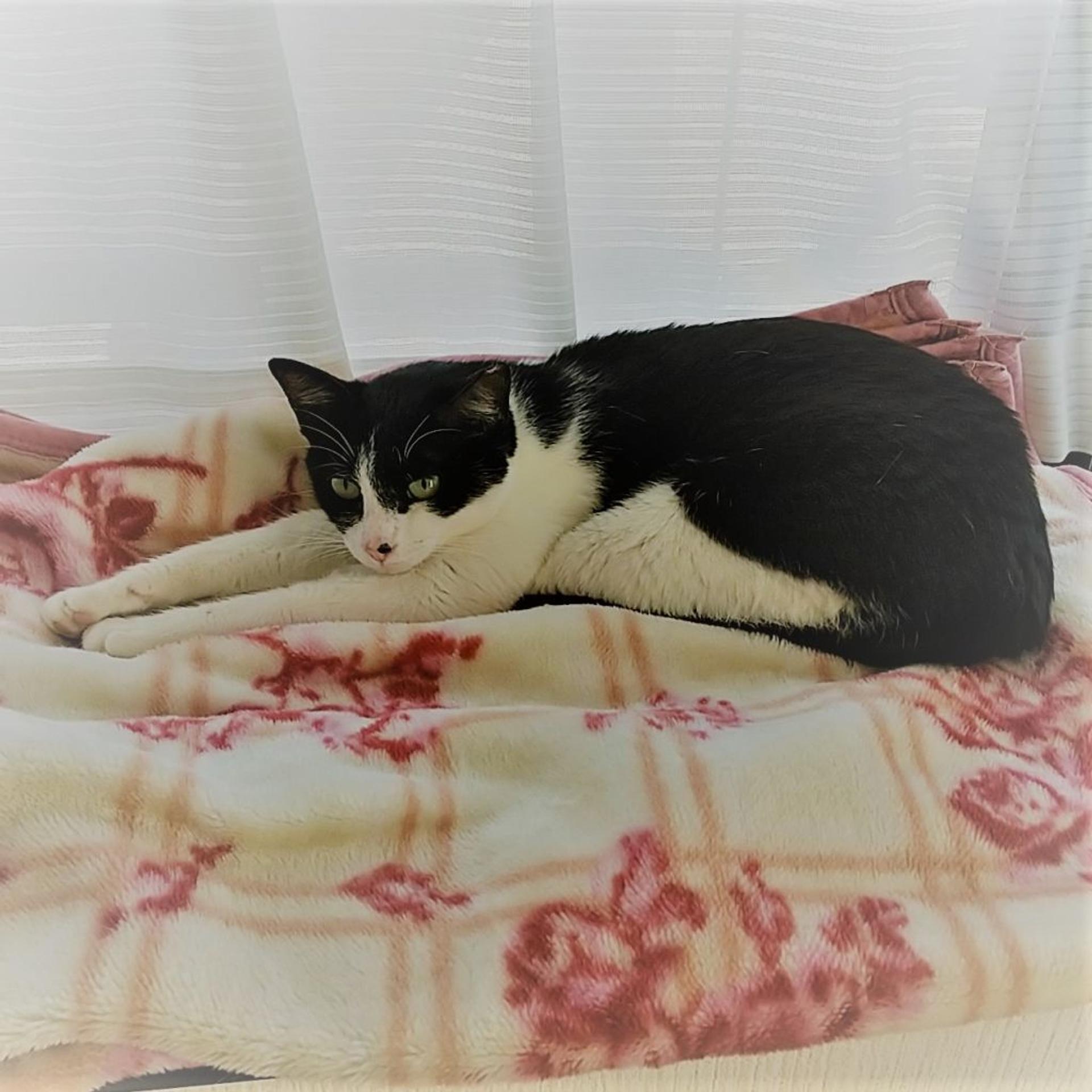 pet-image-4