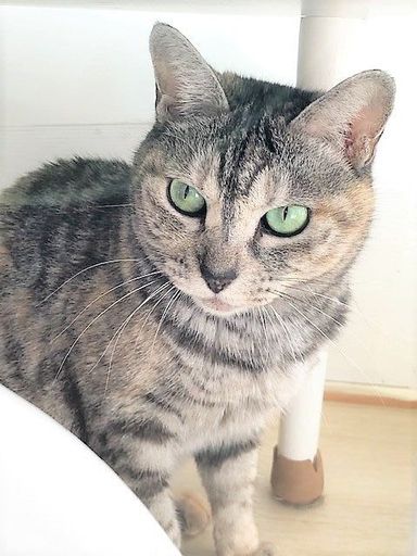 ラニー