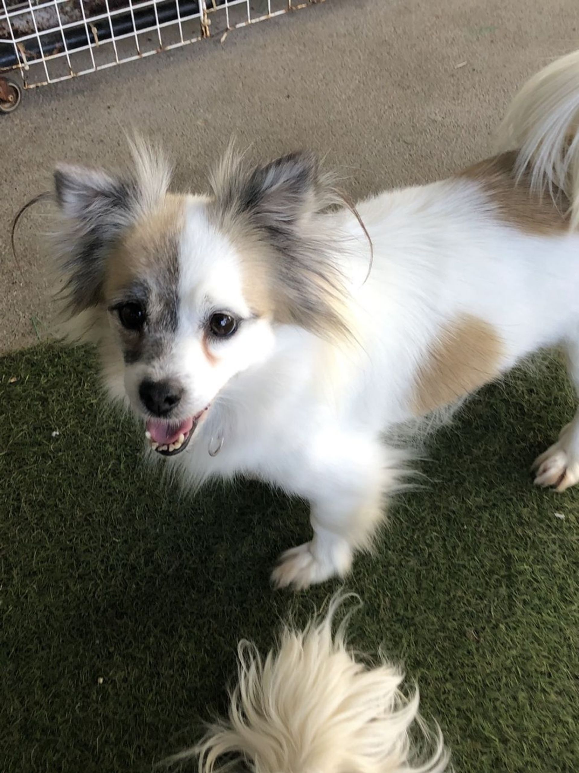 雑種（ミックス犬）・メスの里親募集の写真