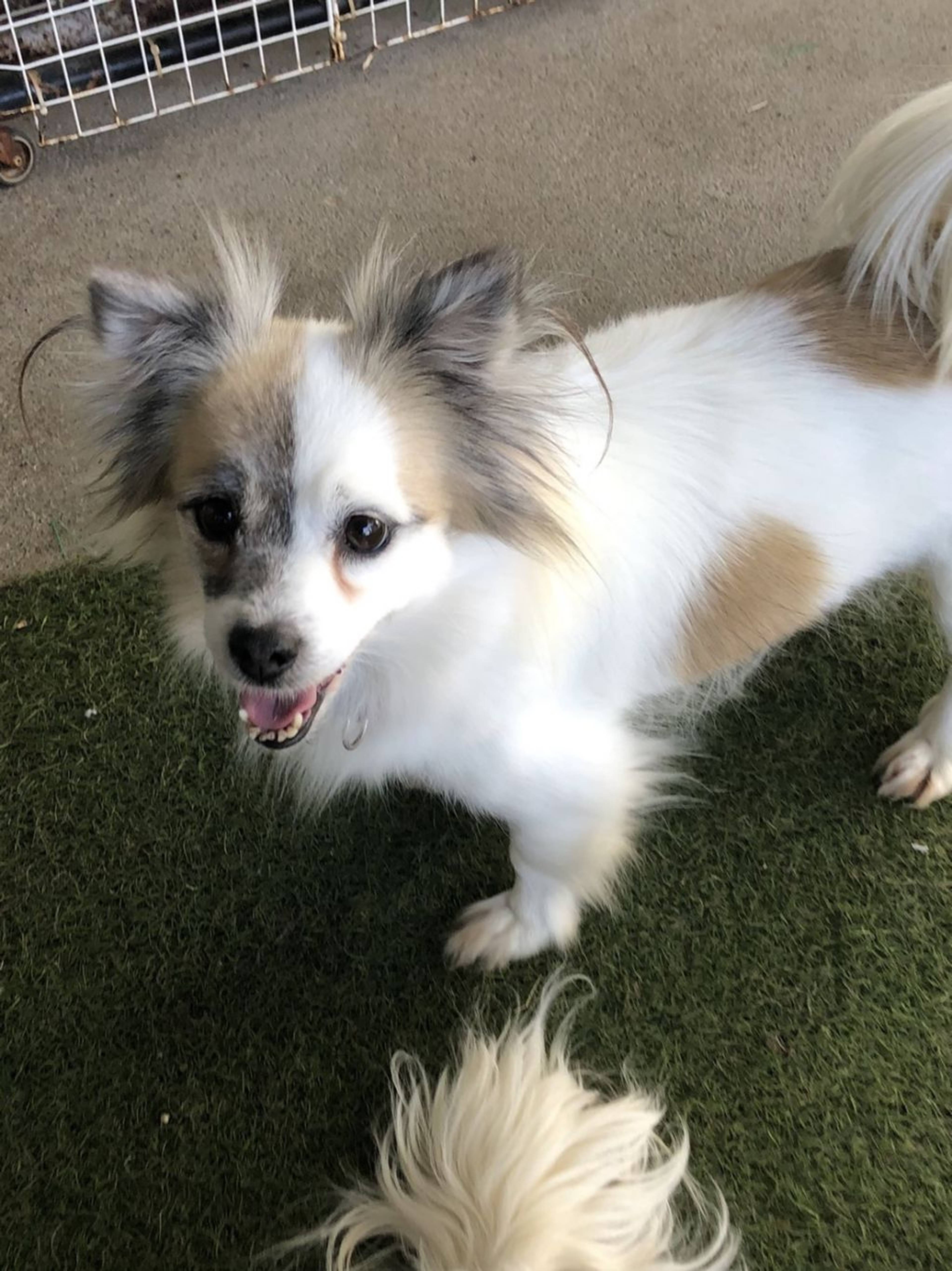 雑種（ミックス犬）・メスの里親募集の写真
