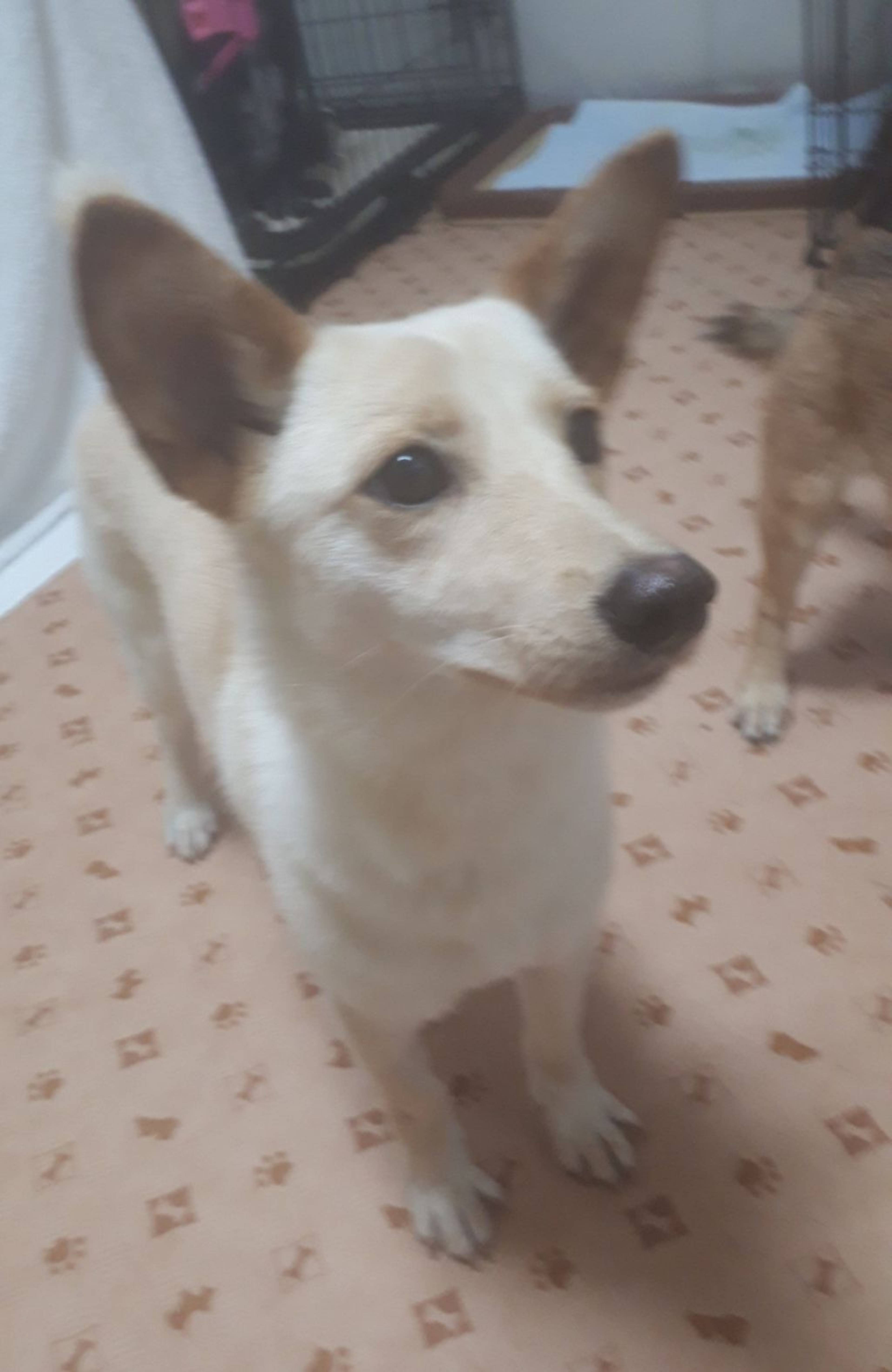 雑種（ミックス犬）・メスの里親募集の写真