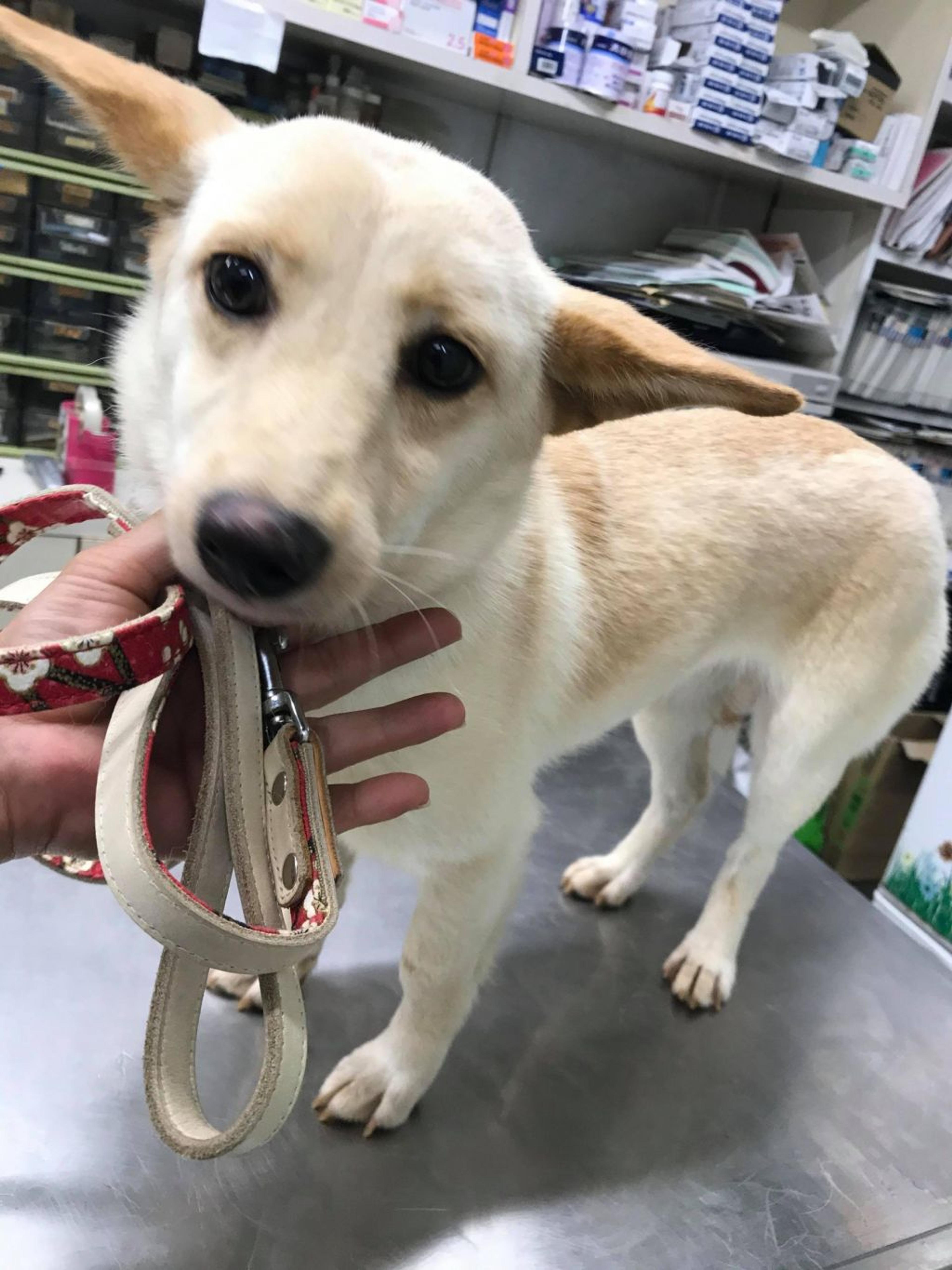 pet-image-2