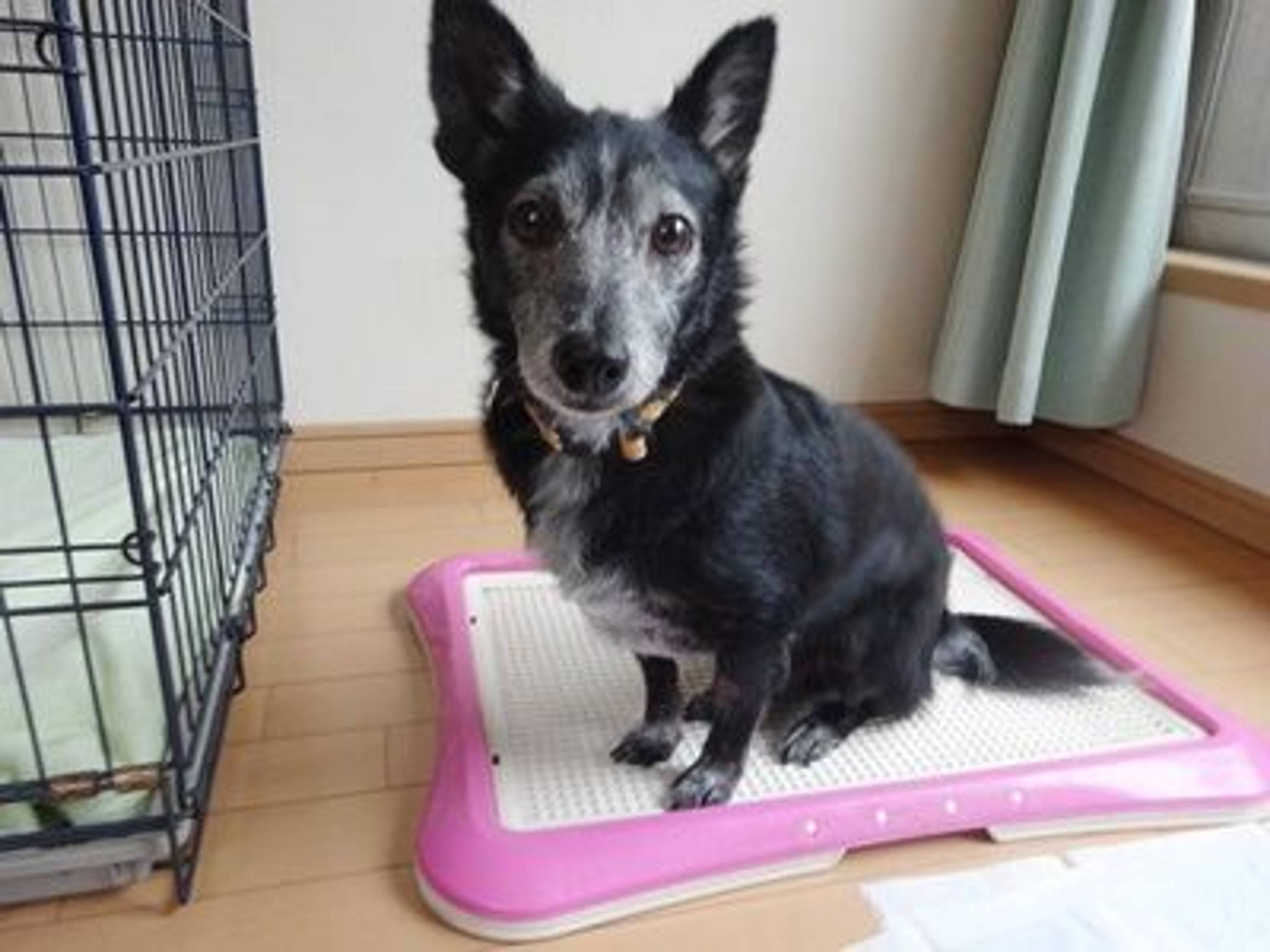 雑種（ミックス犬）・オスの里親募集の写真