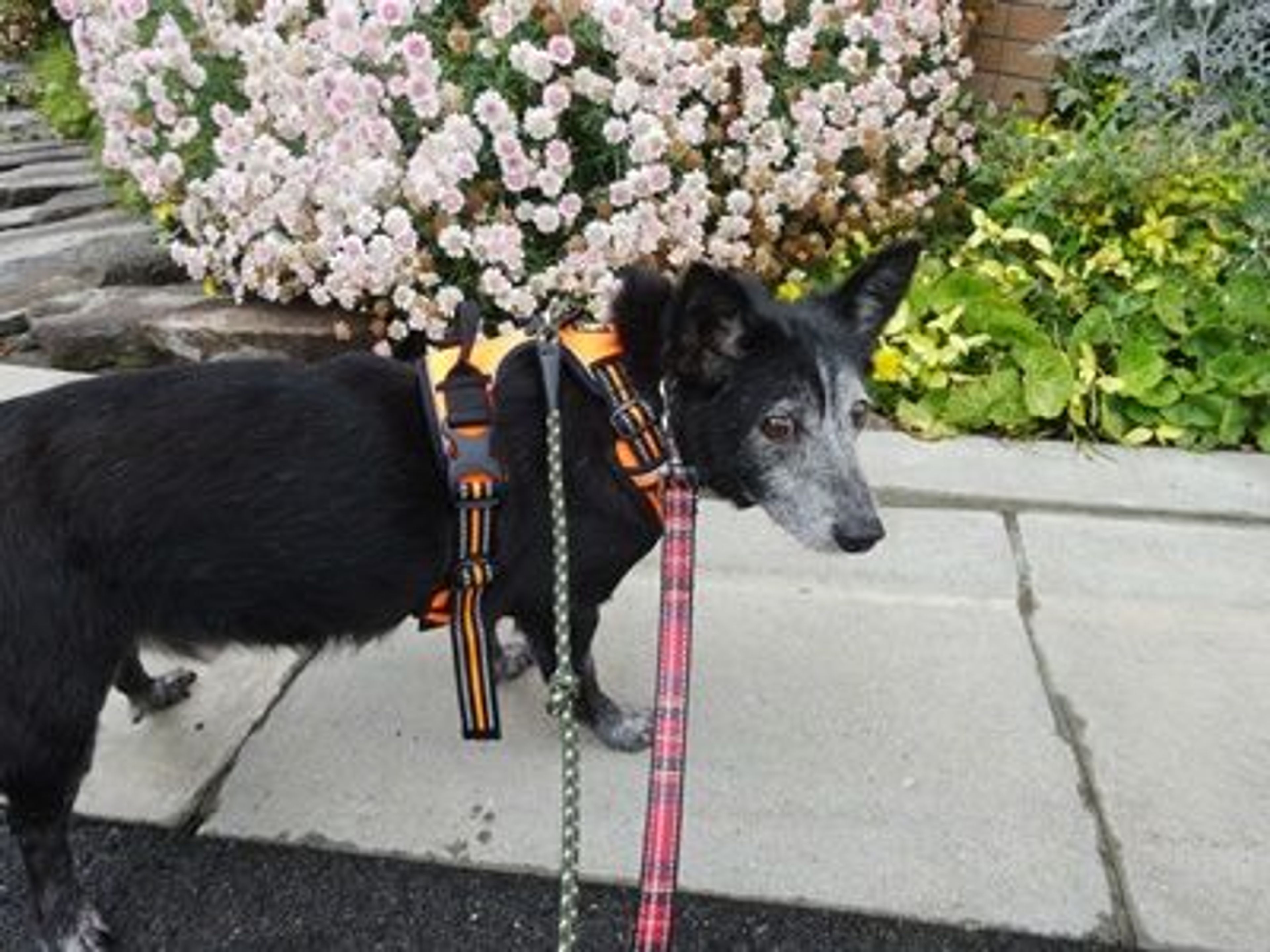 pet-image-3