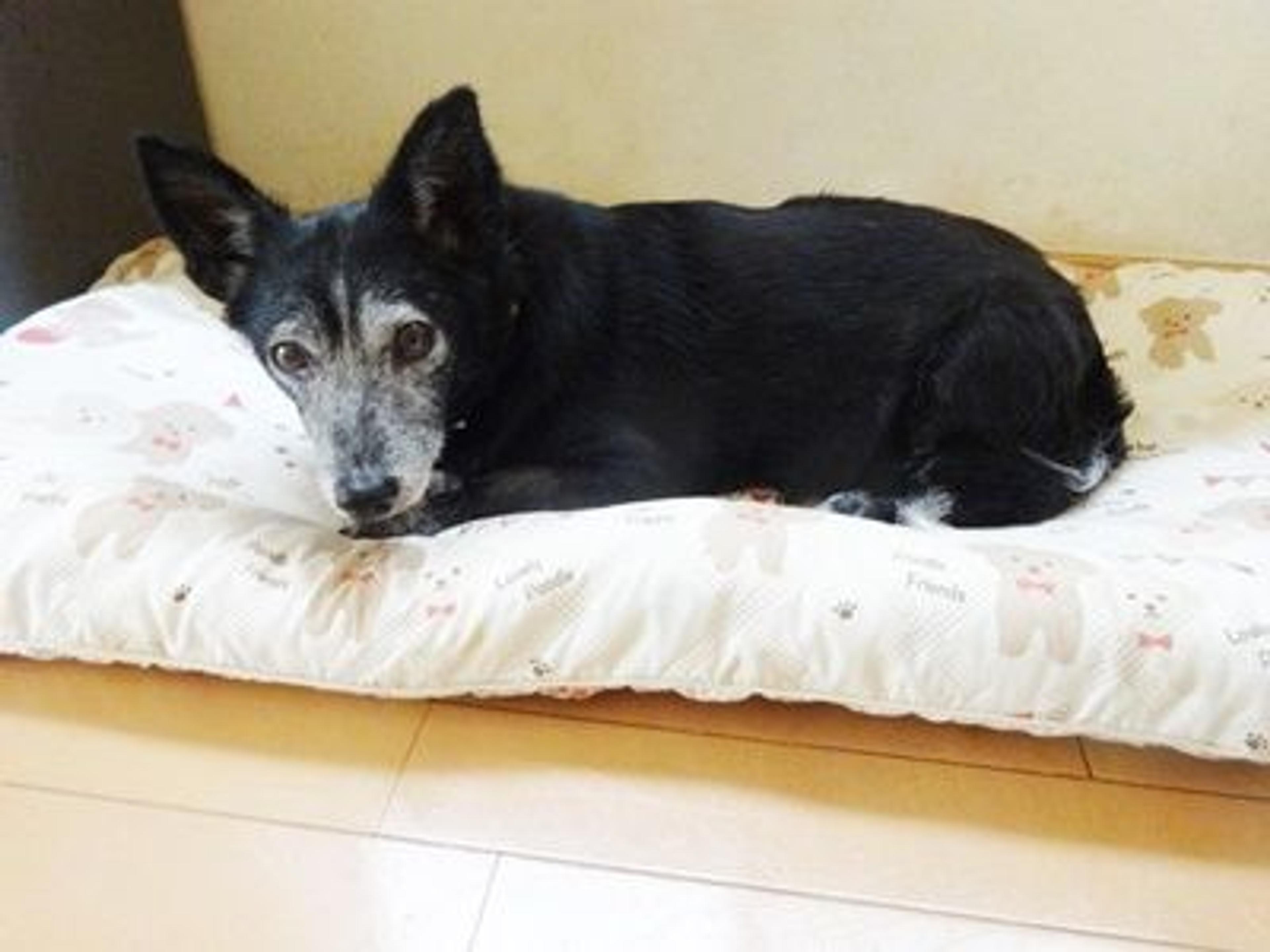 pet-image-4