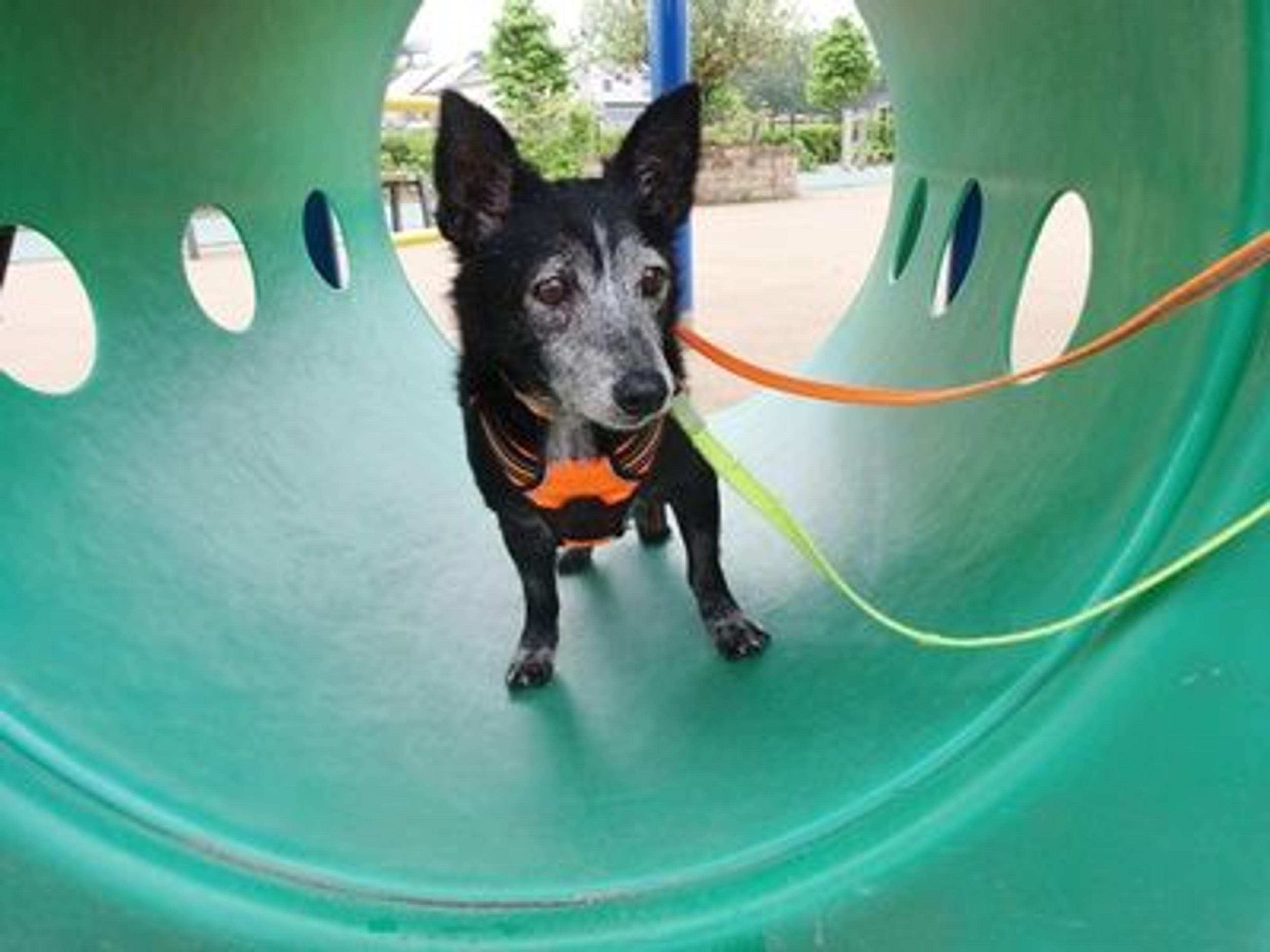 pet-image-5