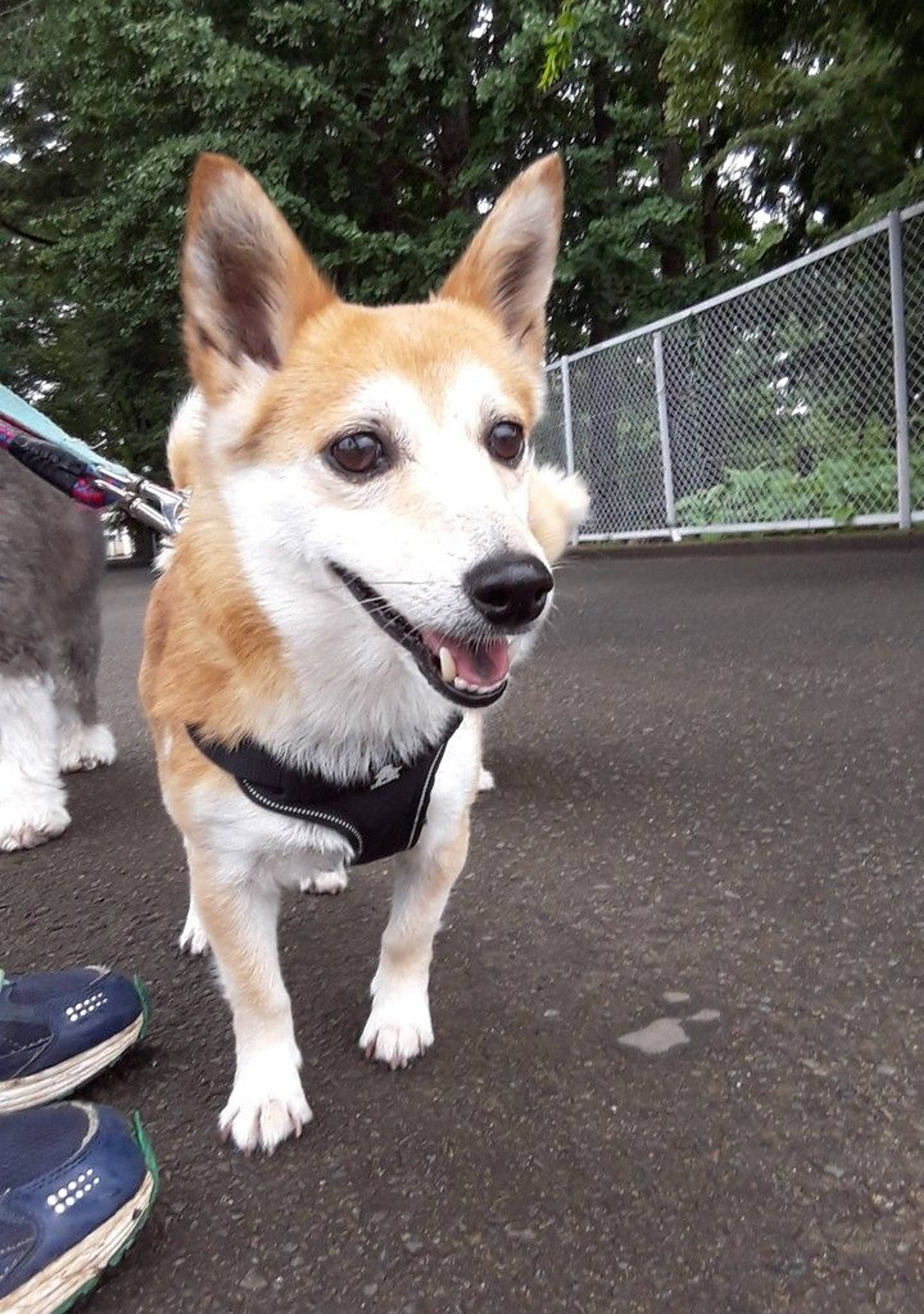 雑種（ミックス犬）・メスの里親募集の写真