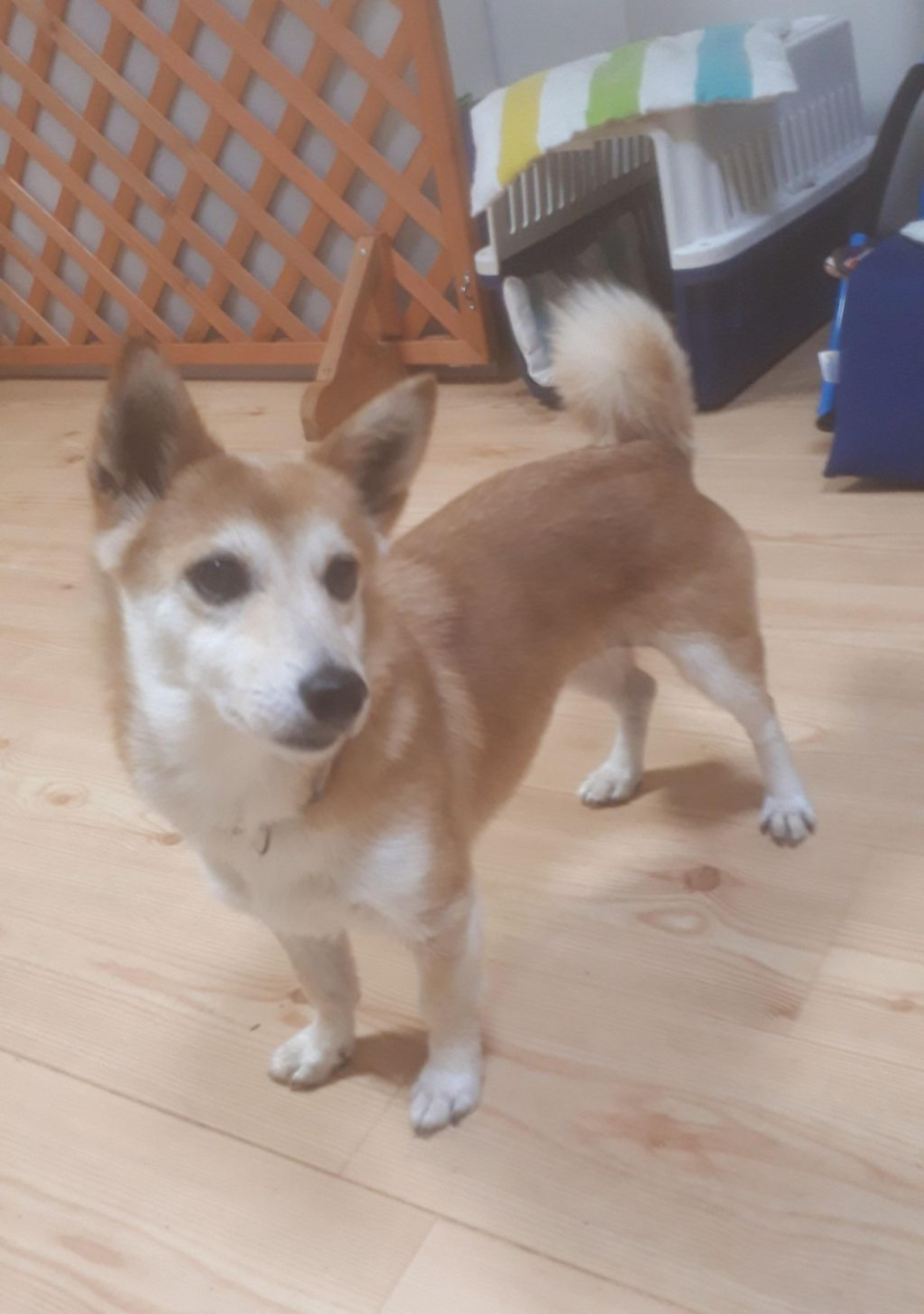 pet-image-2