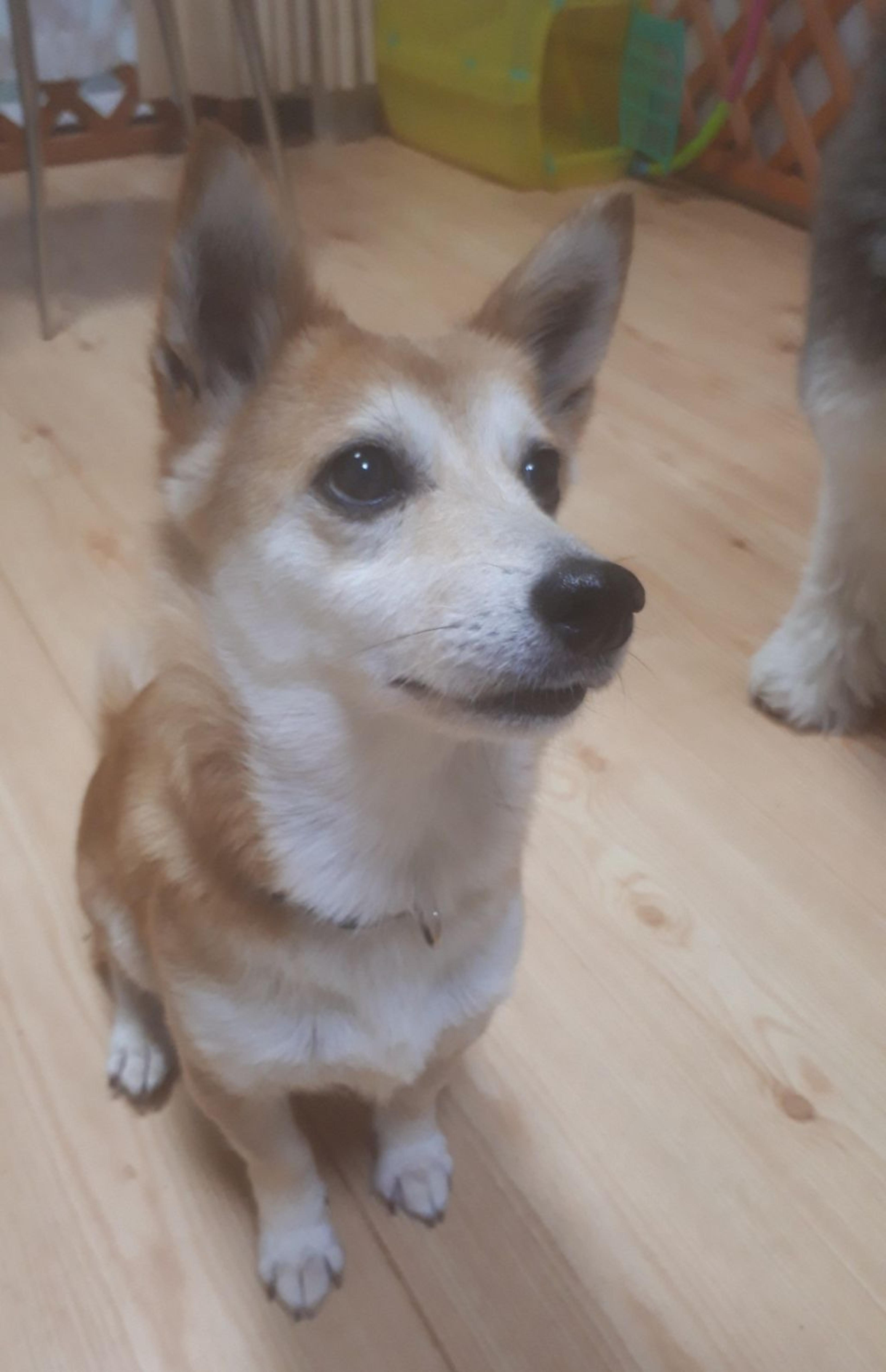 pet-image-3
