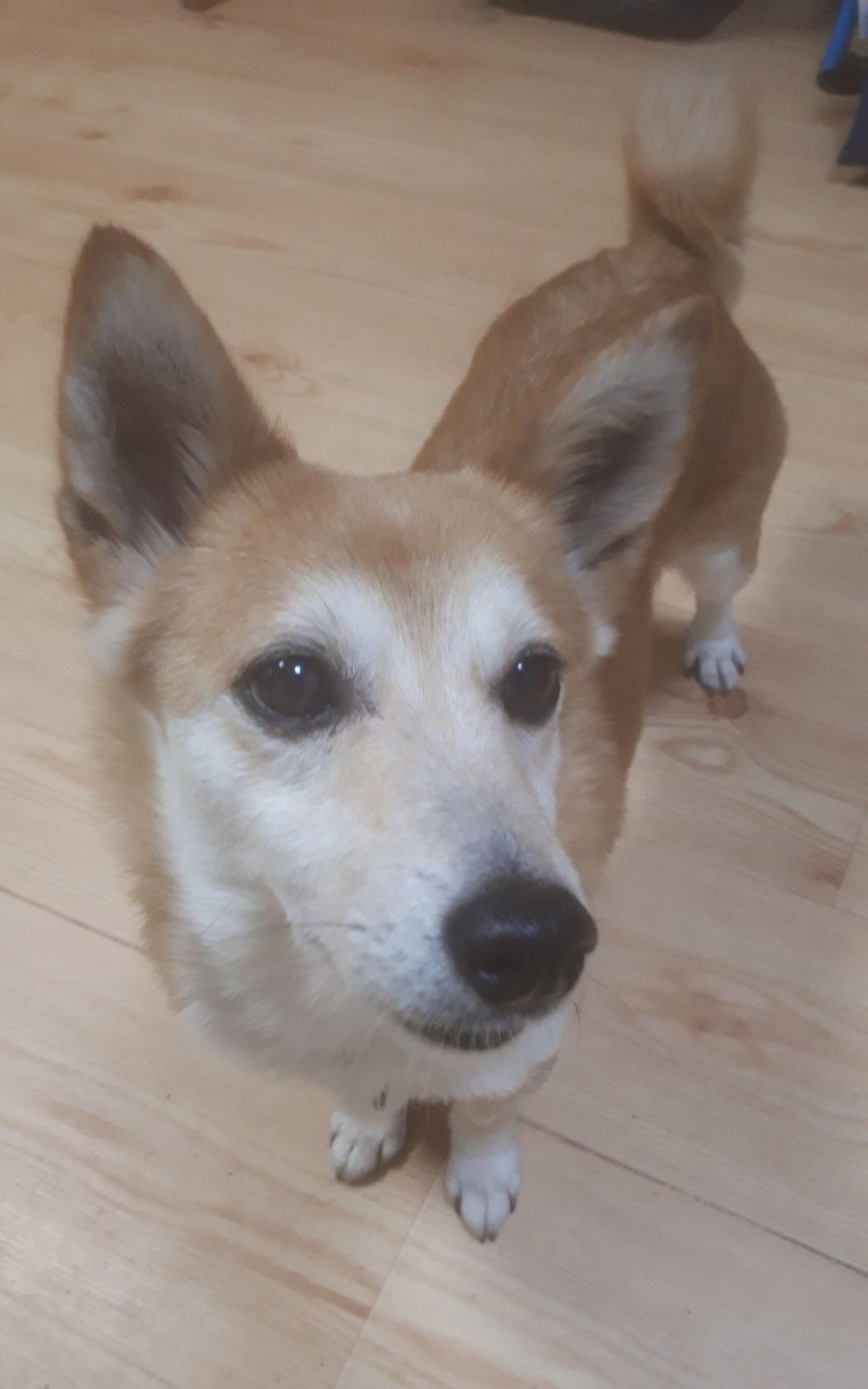 pet-image-4