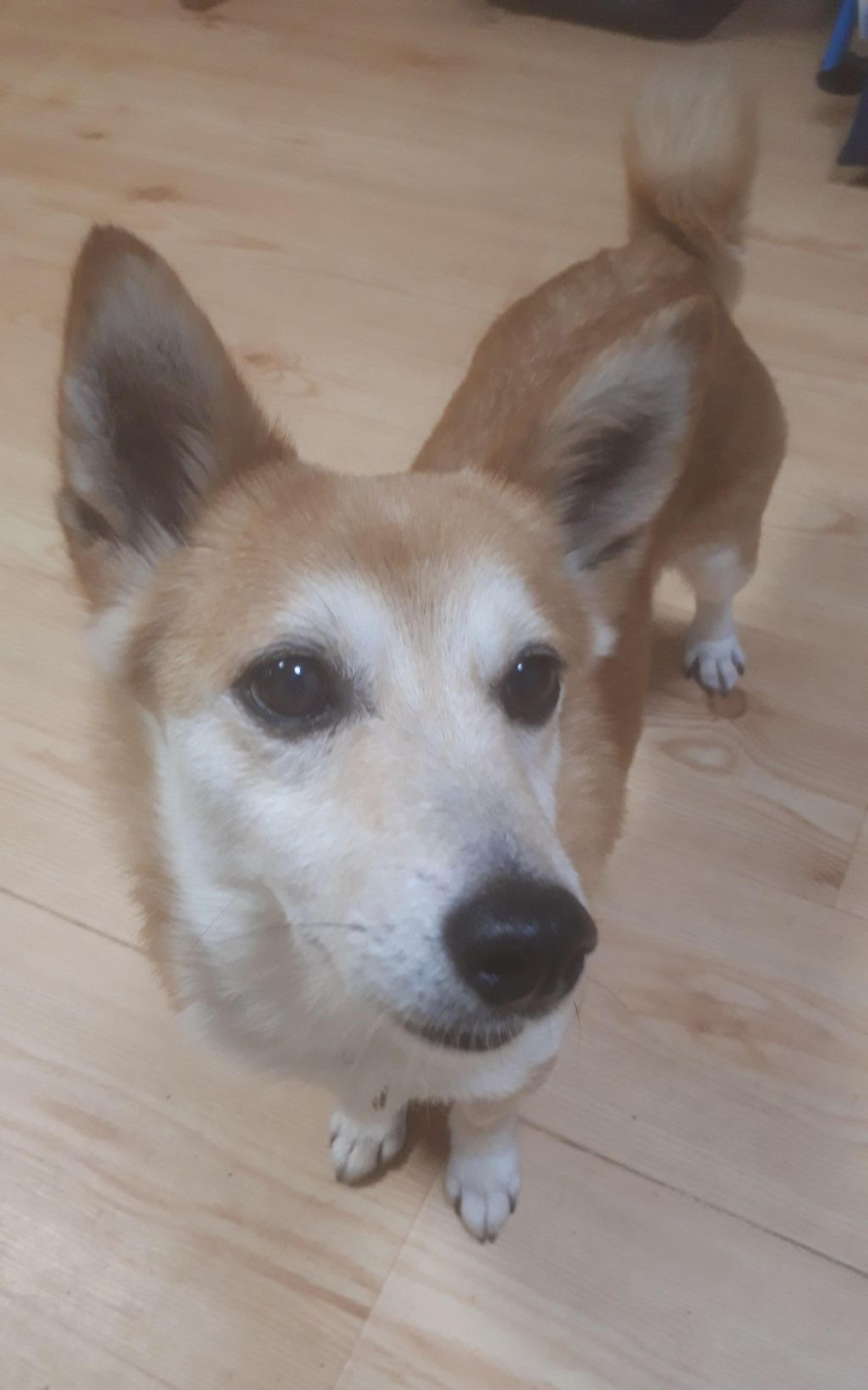 pet-image-4