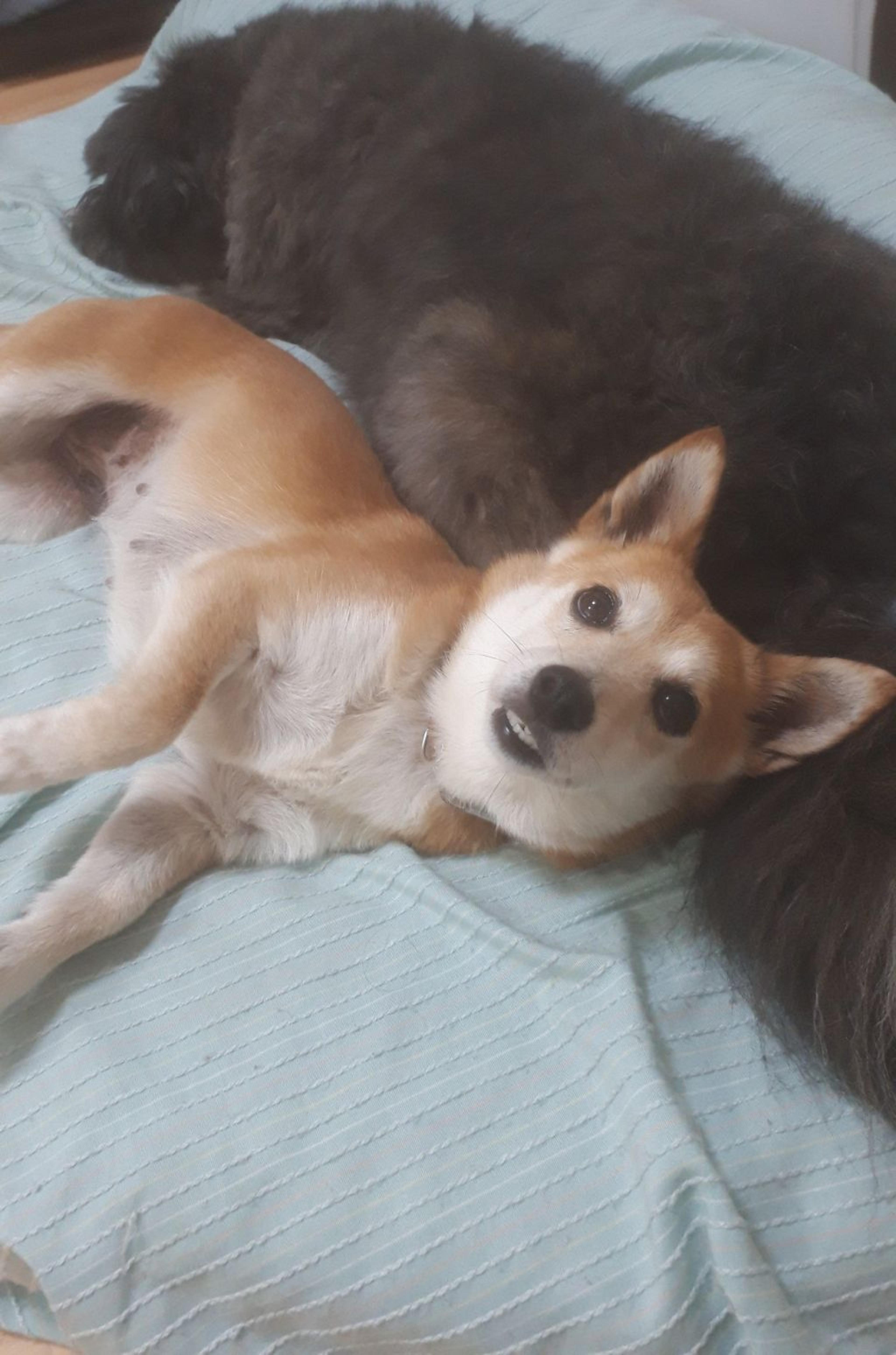 pet-image-5