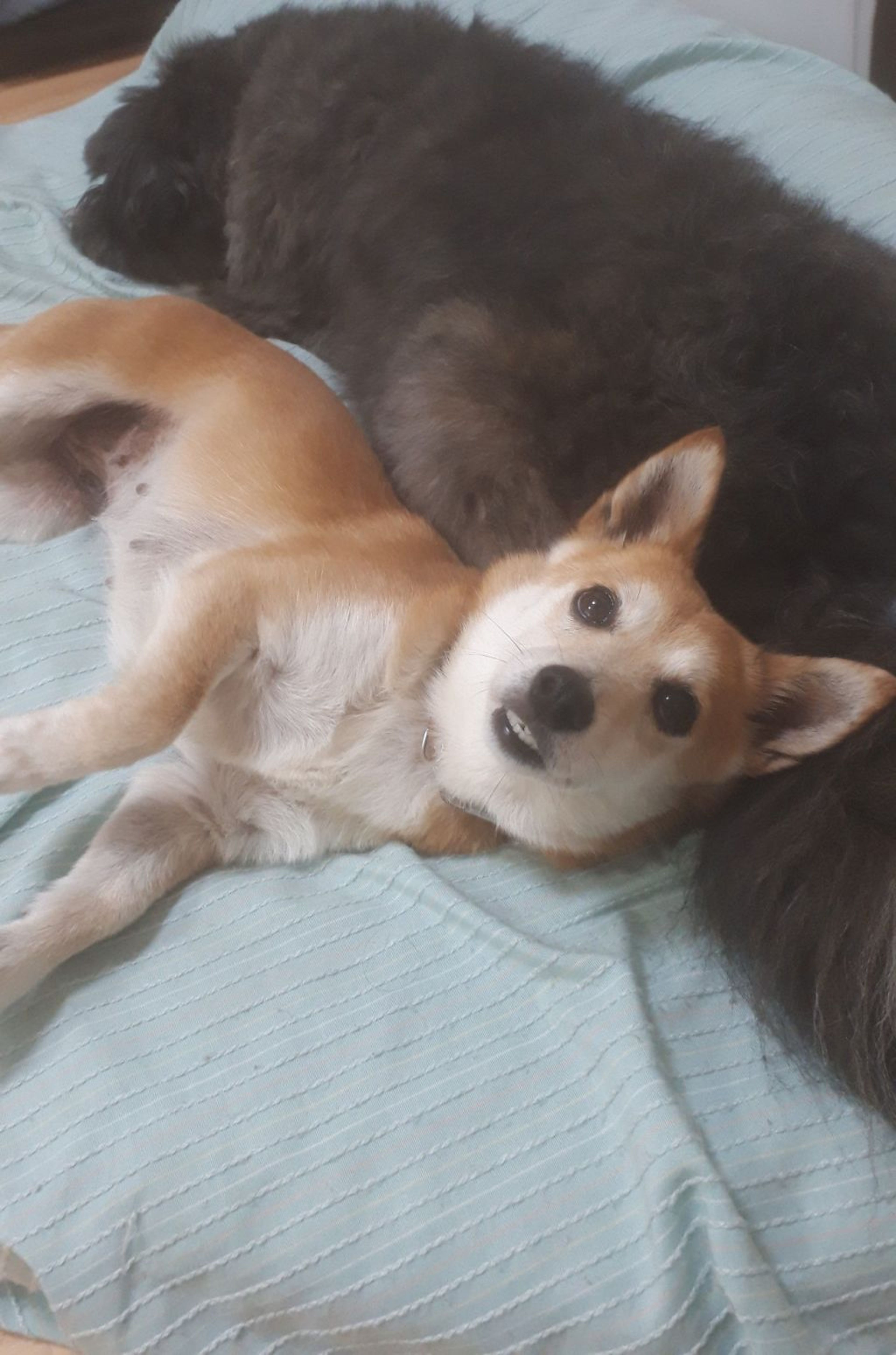 pet-image-5
