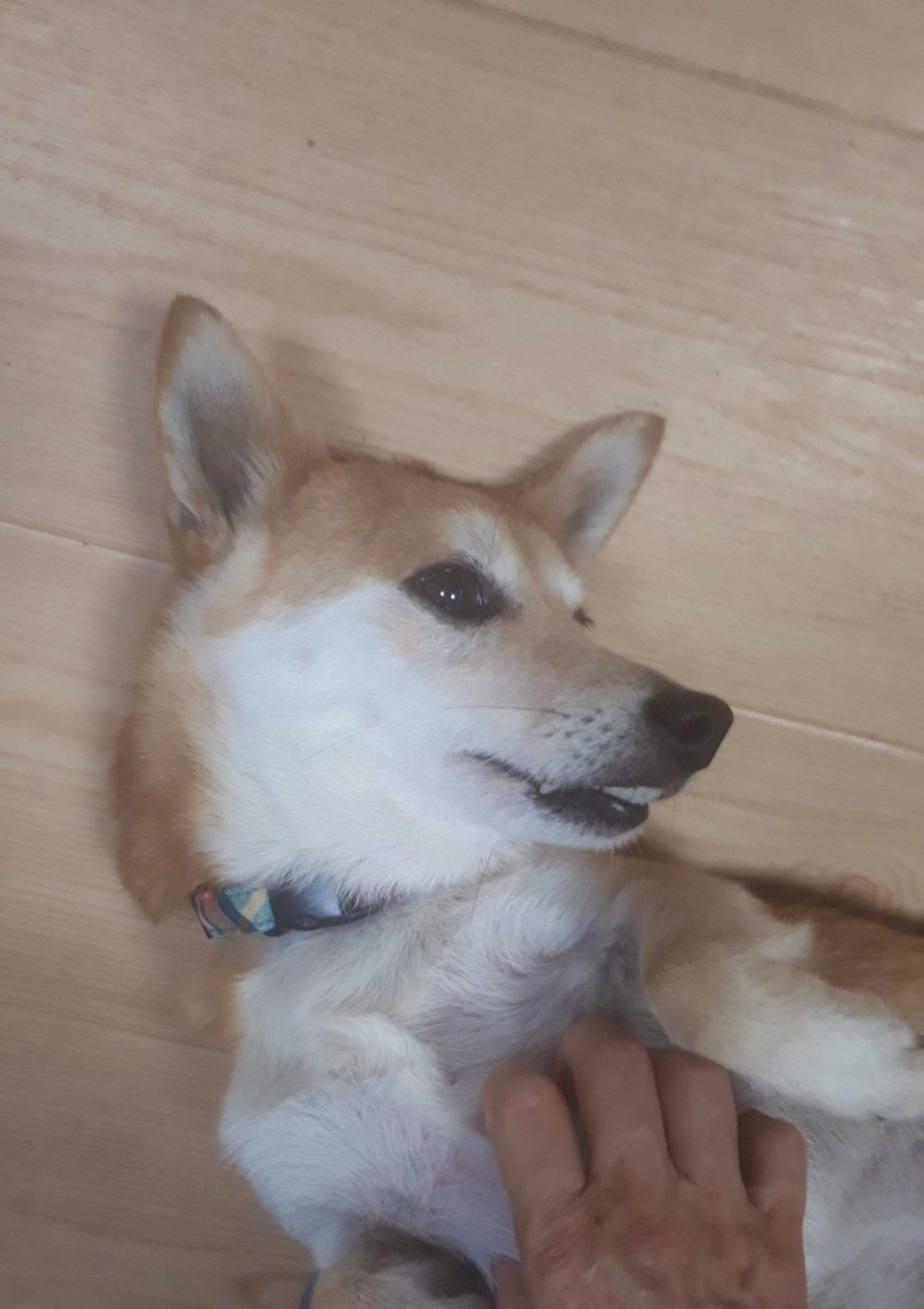 pet-image-6