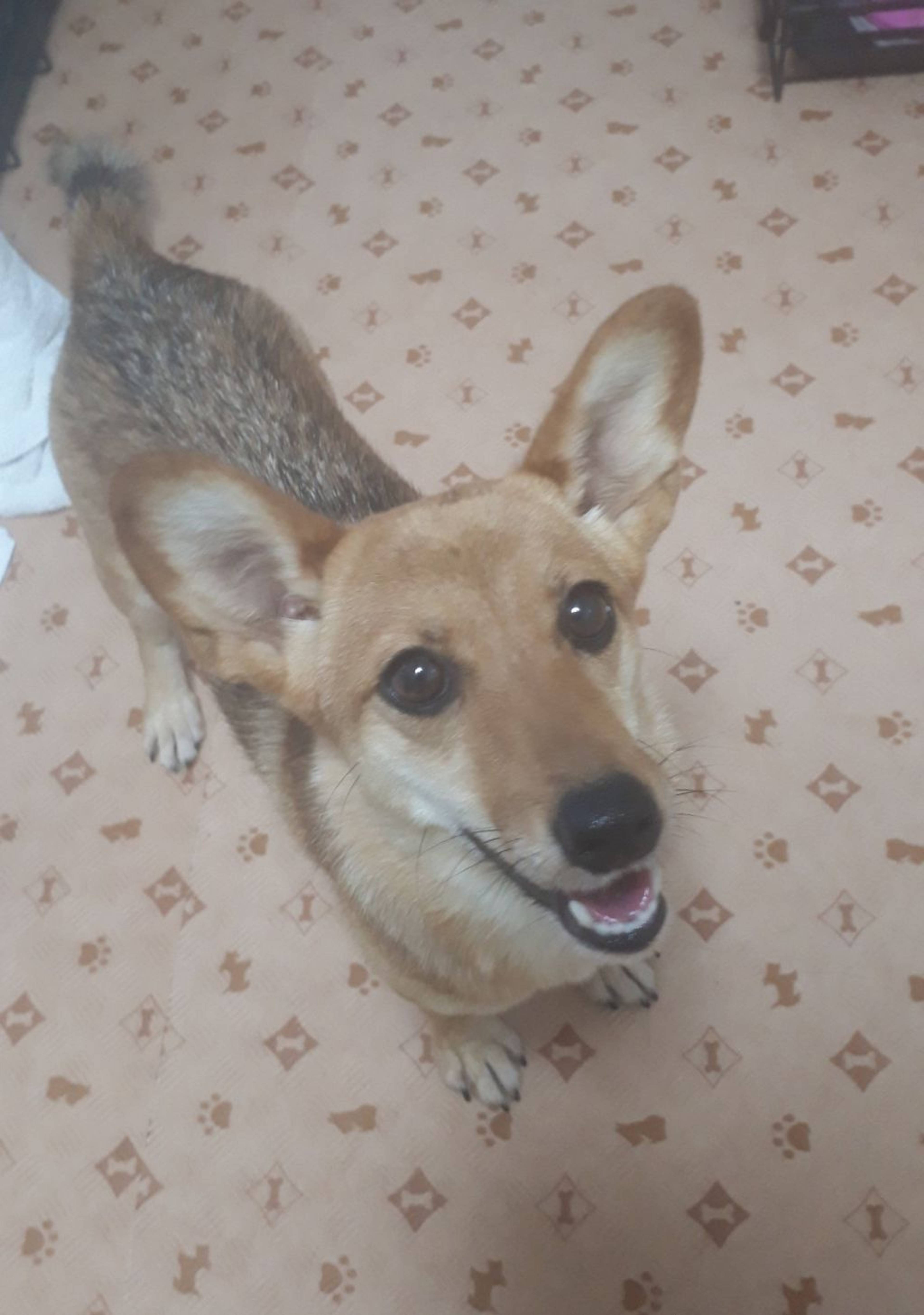 雑種（ミックス犬）・メスの里親募集の写真