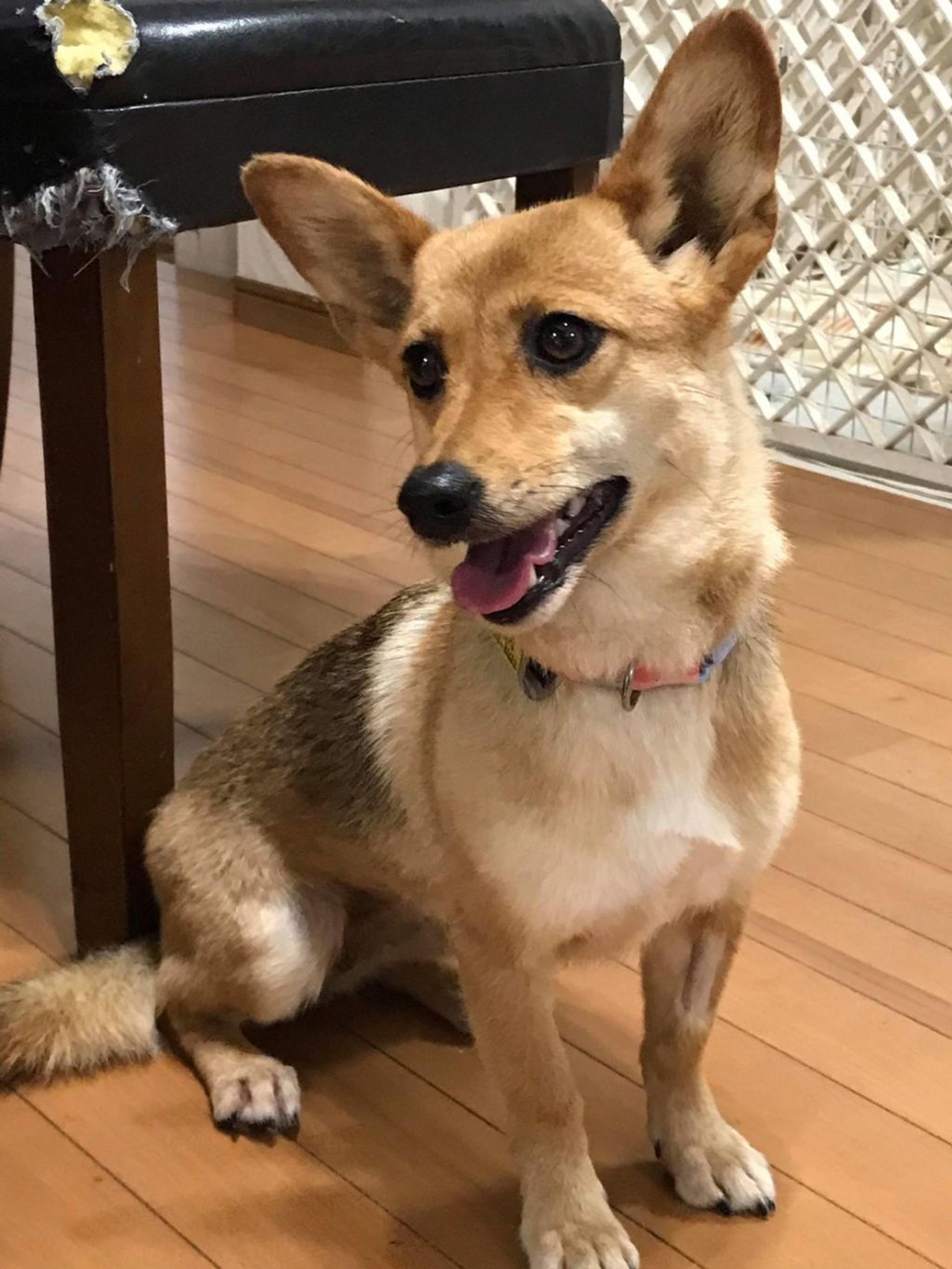 pet-image-2