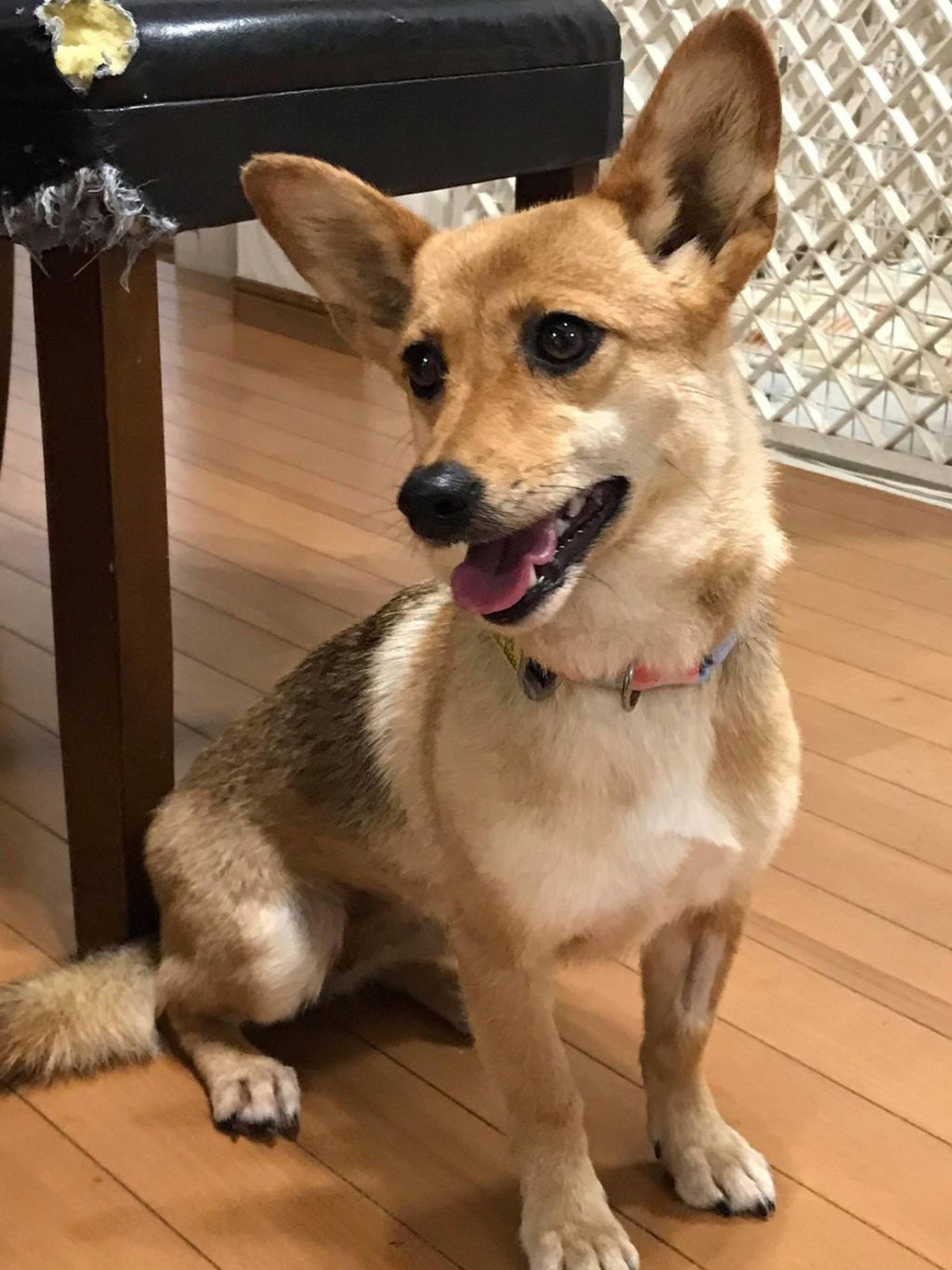 pet-image-2