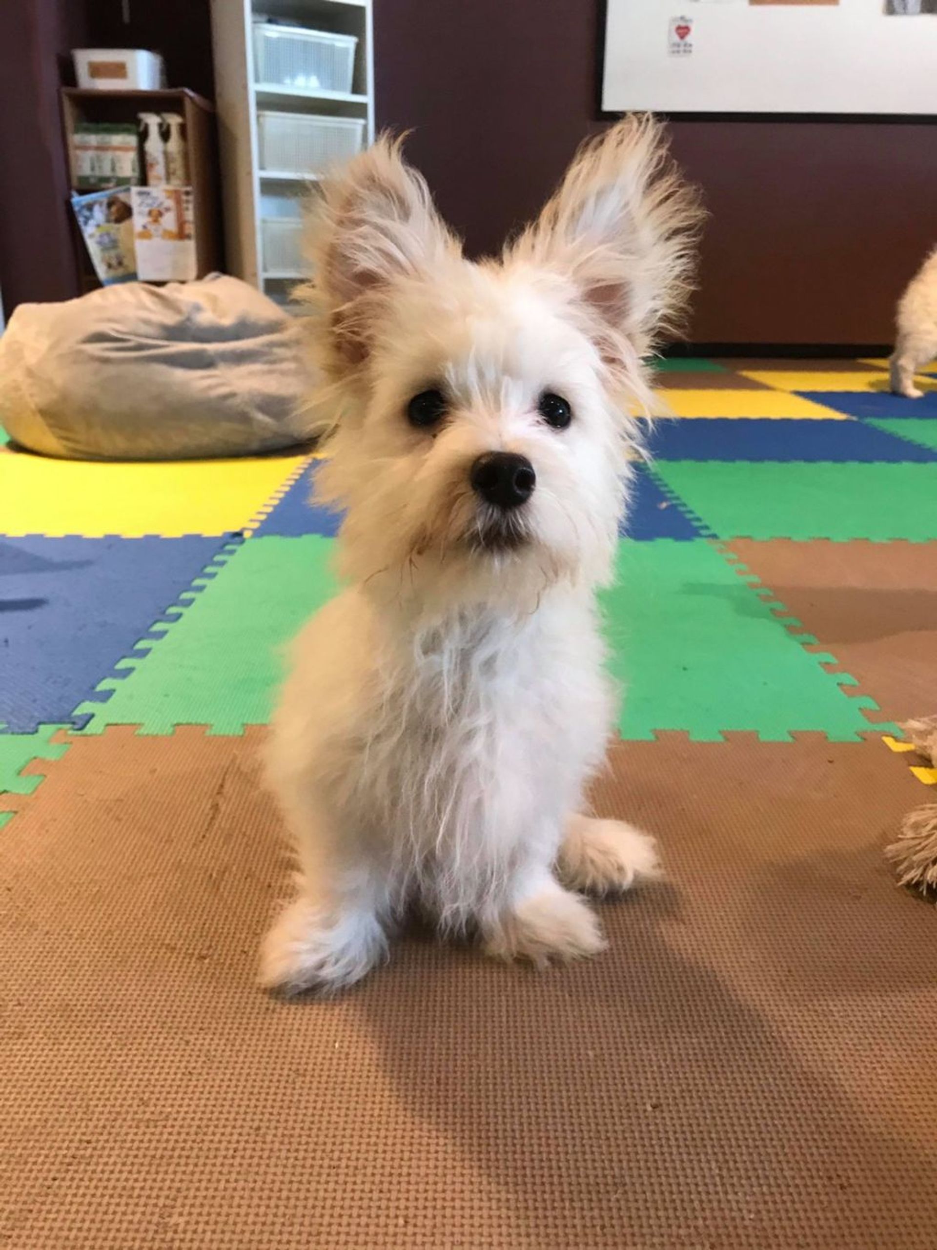 雑種（ミックス犬）・オスの里親募集の写真