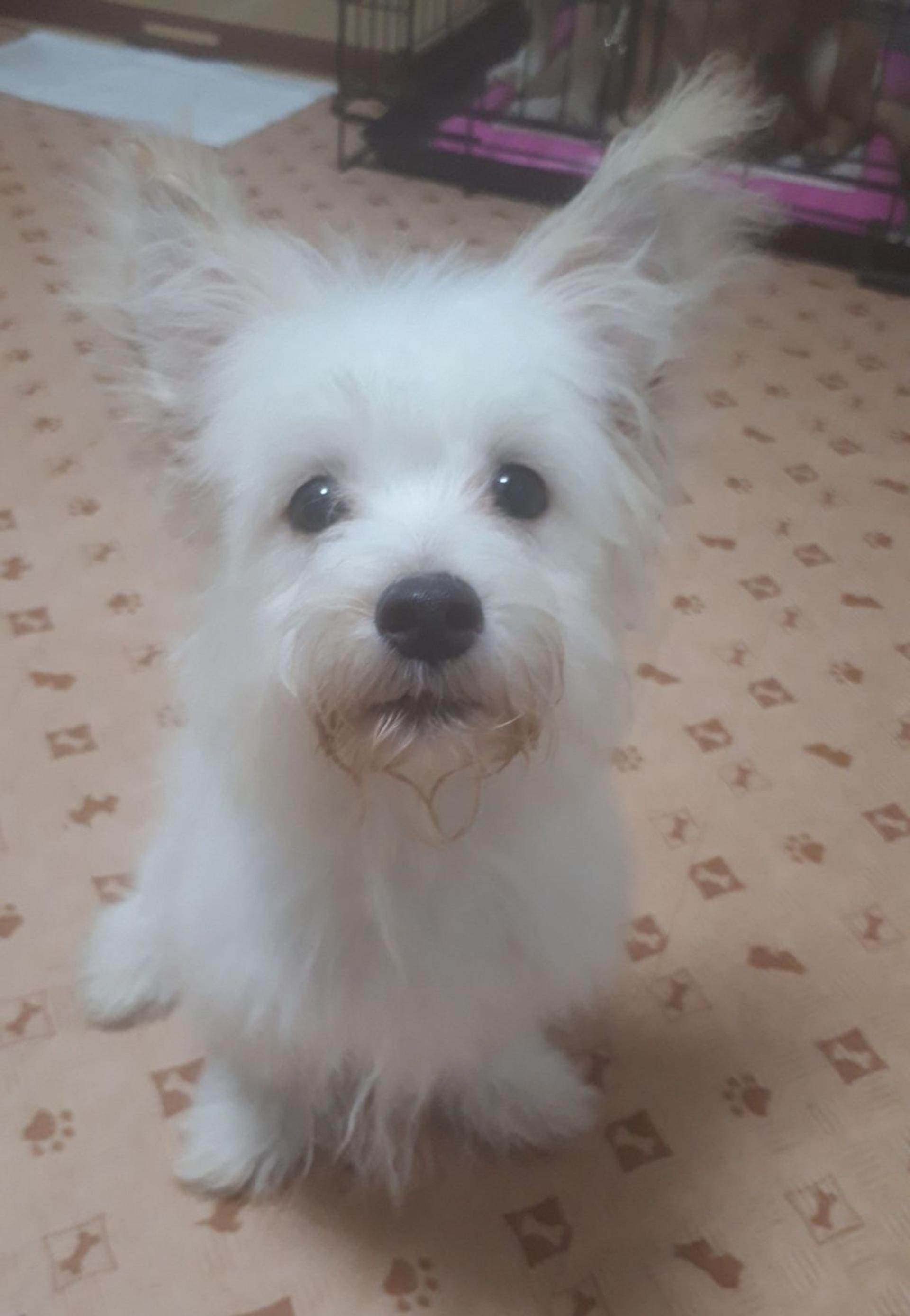 pet-image-2