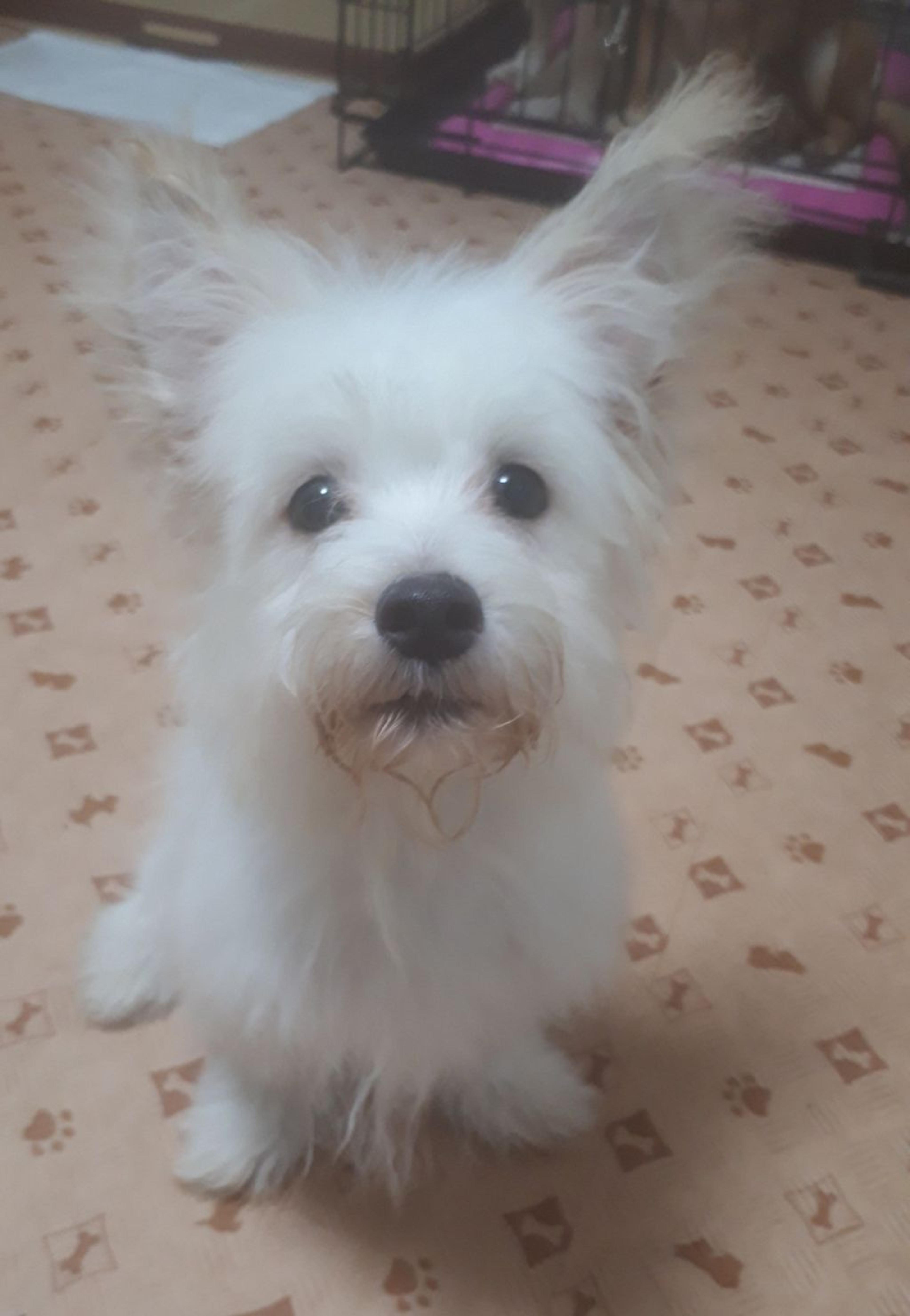 pet-image-2