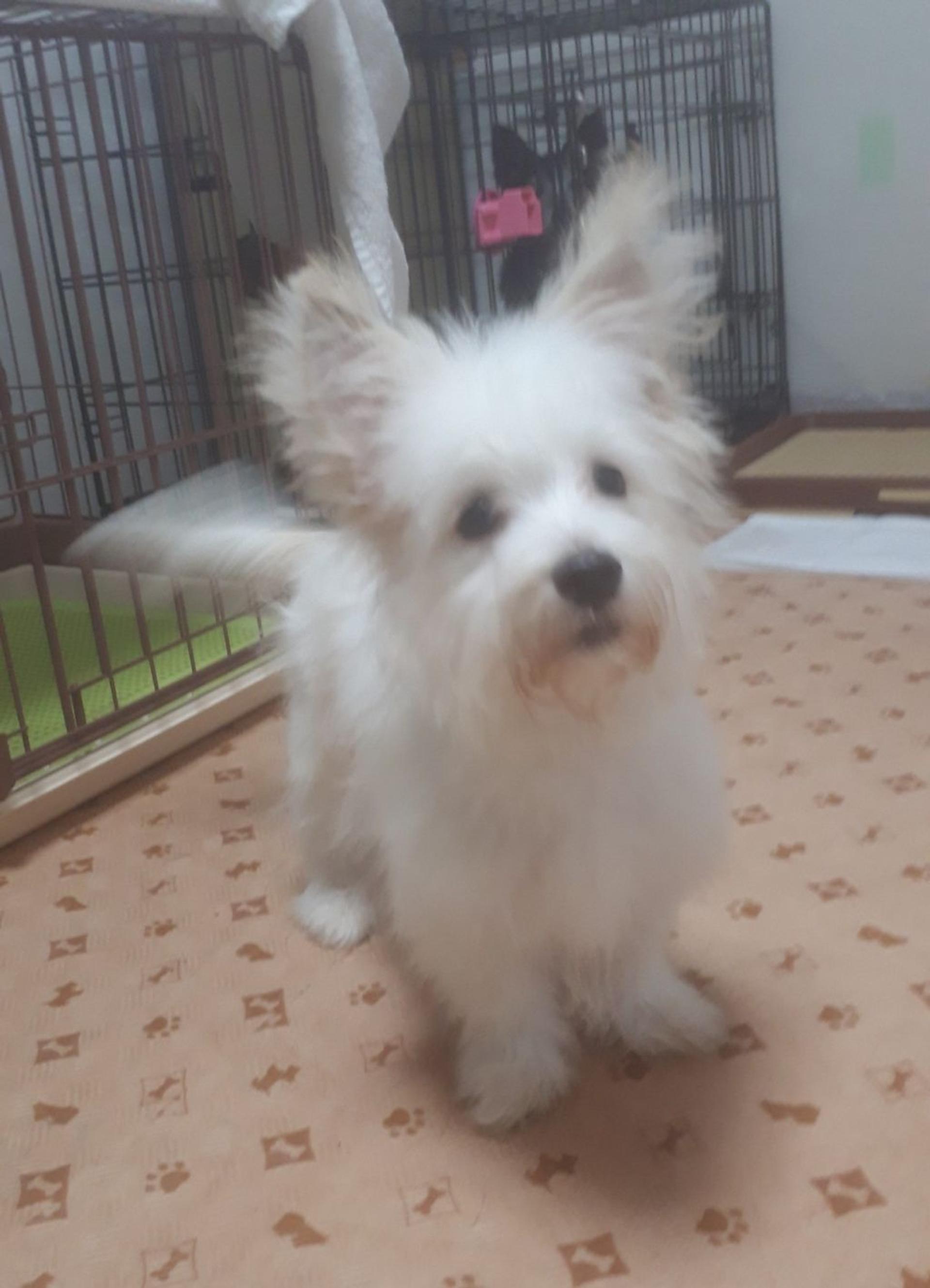 pet-image-3