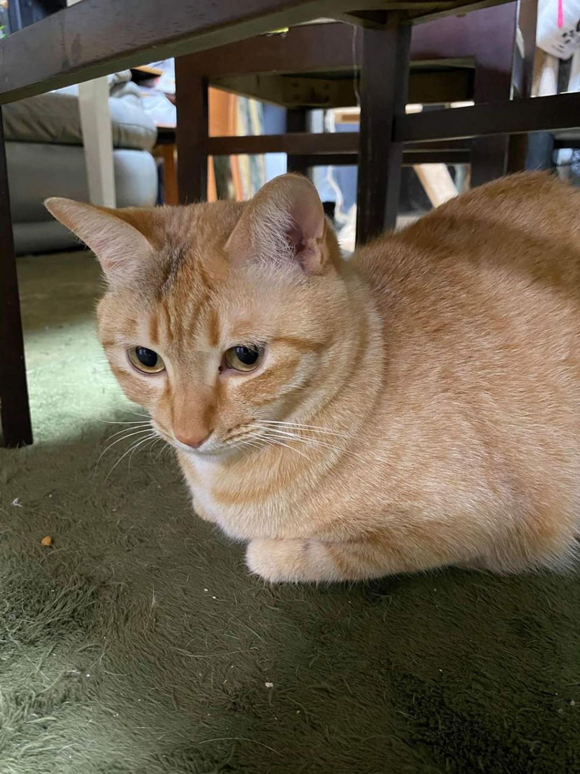 雑種（ミックス猫）・オスの里親募集の写真