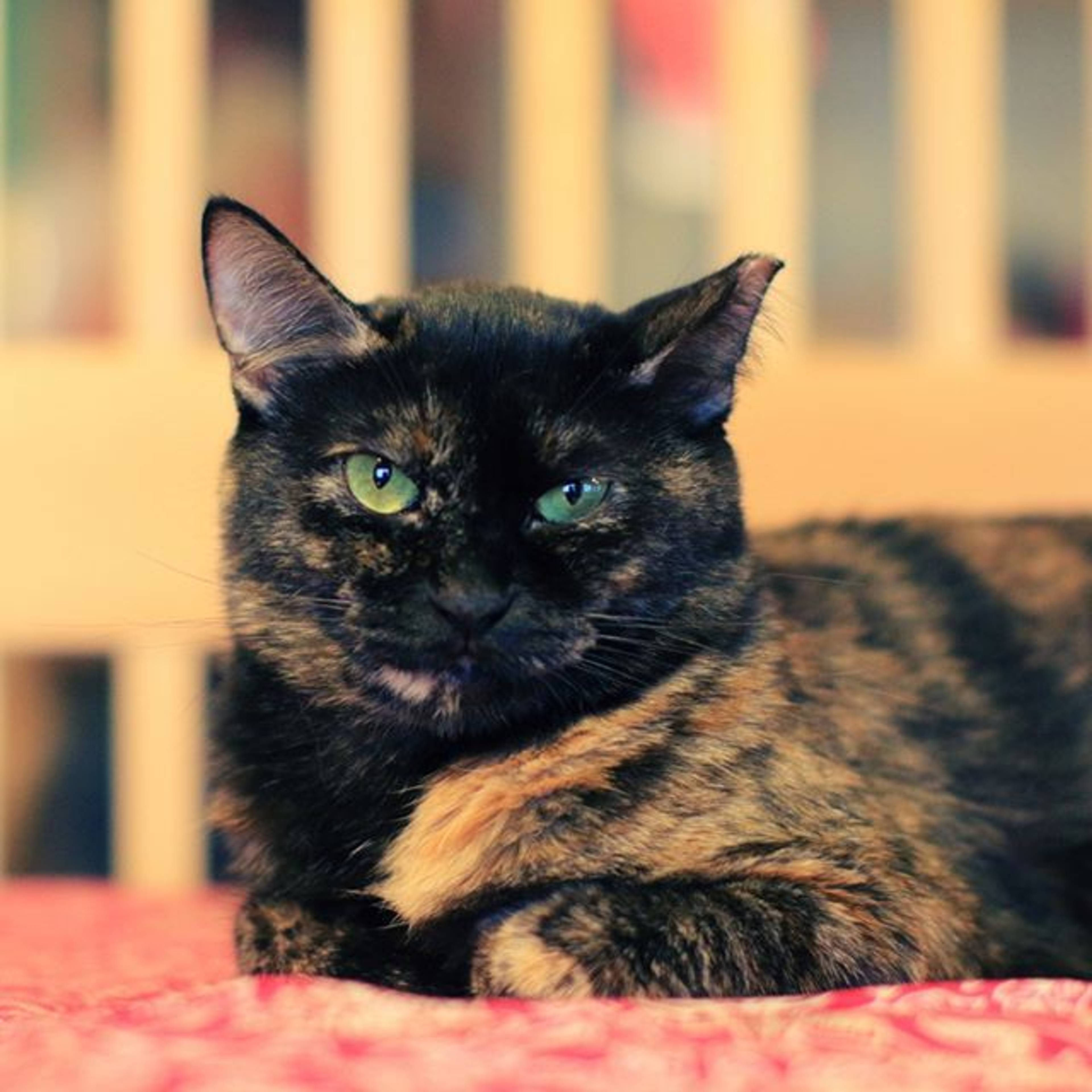 雑種（ミックス猫）・メスの里親募集の写真