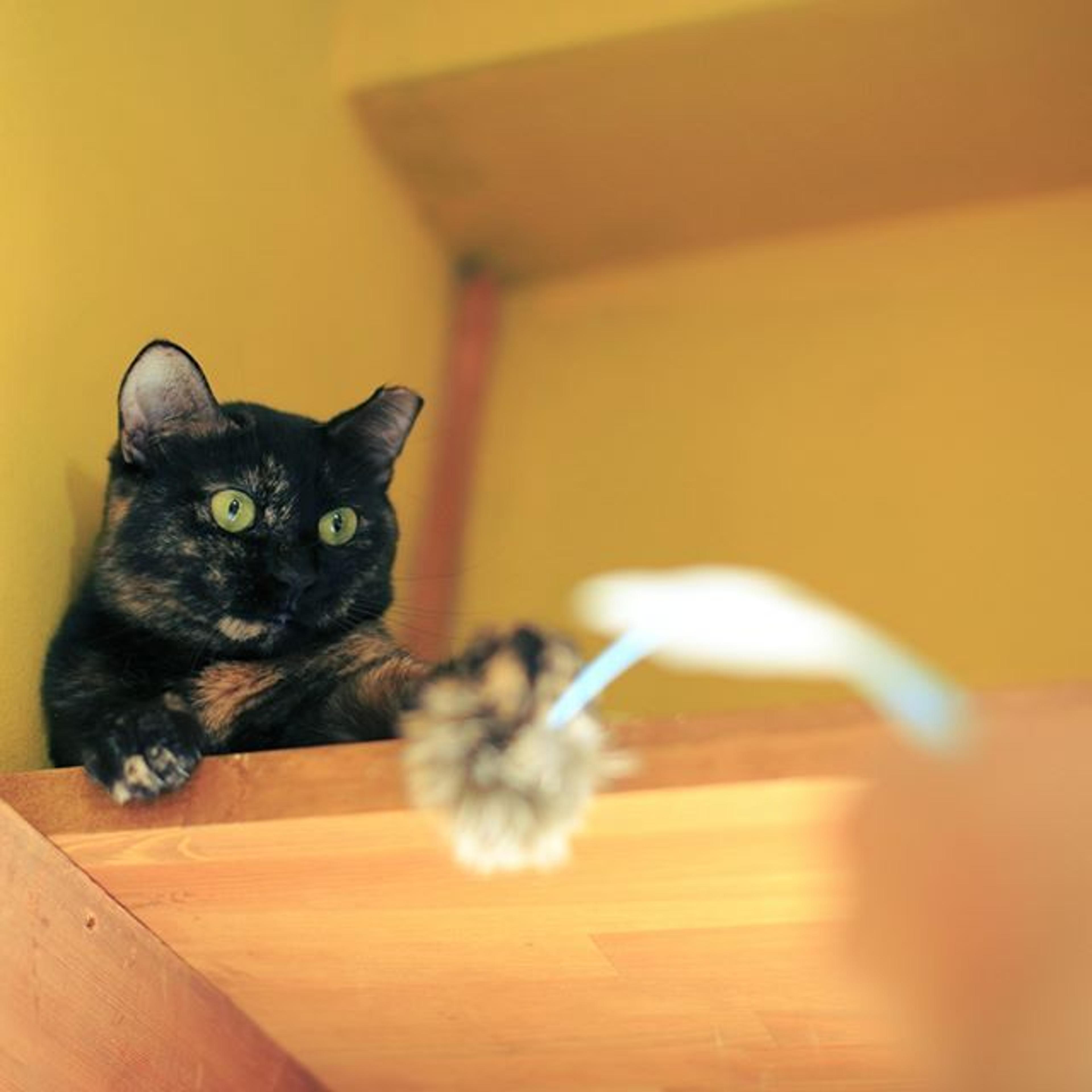 pet-image-2