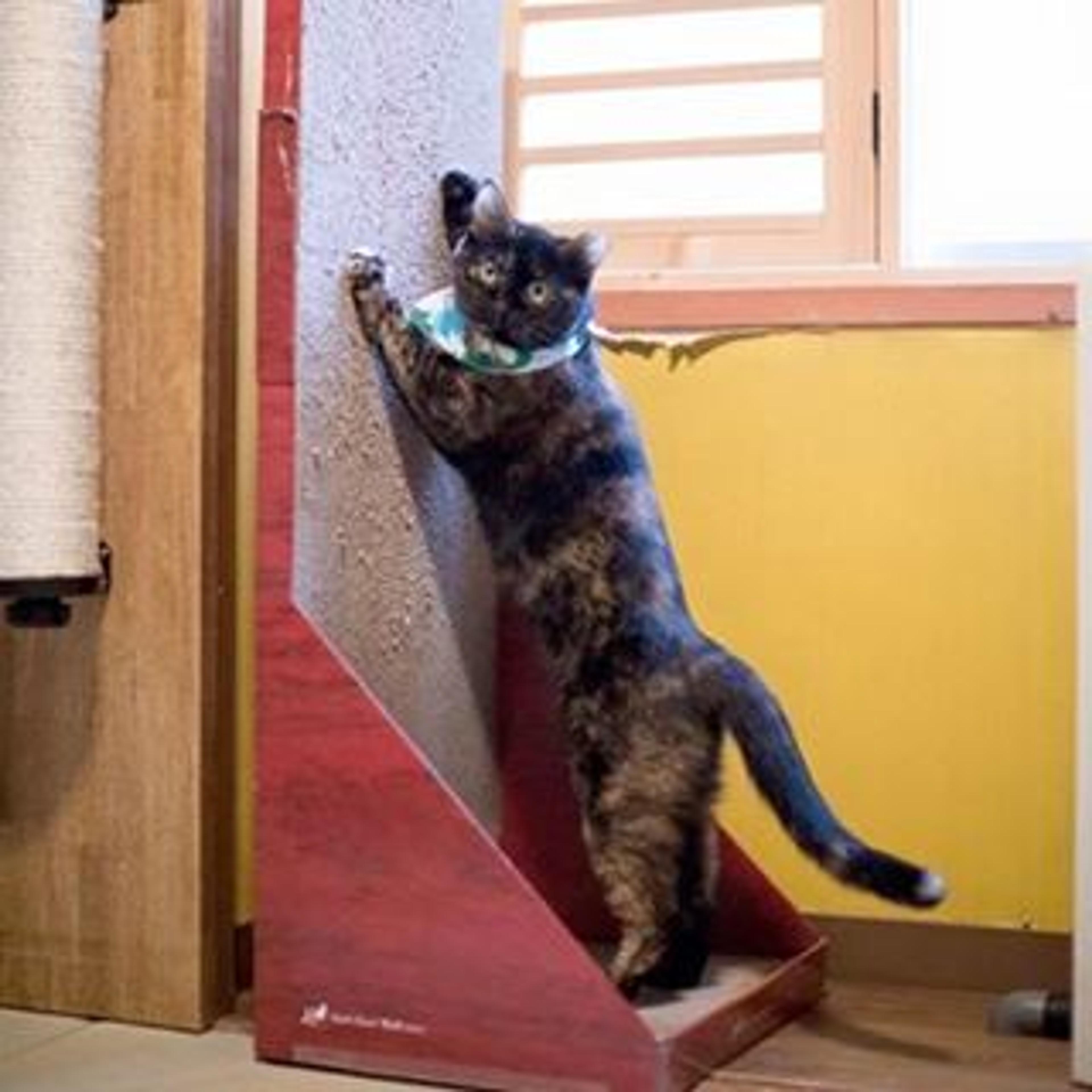 pet-image-3