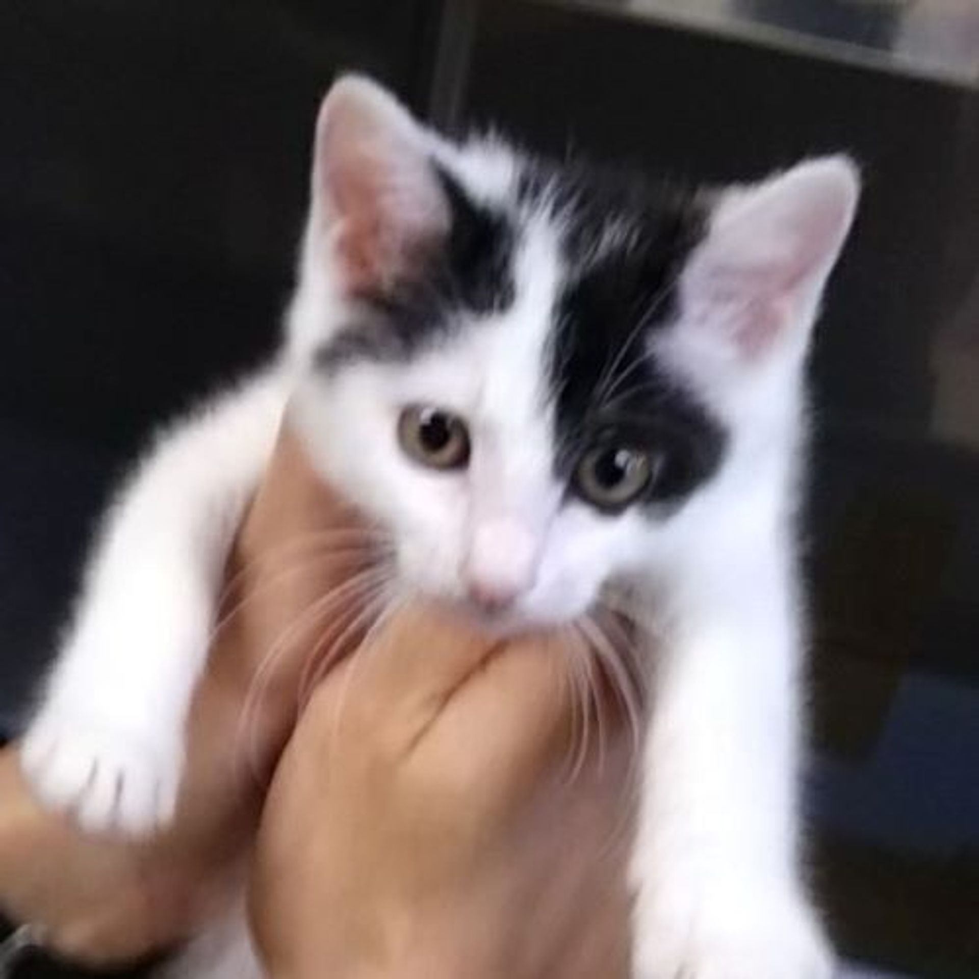 雑種（ミックス猫）・メスの里親募集の写真