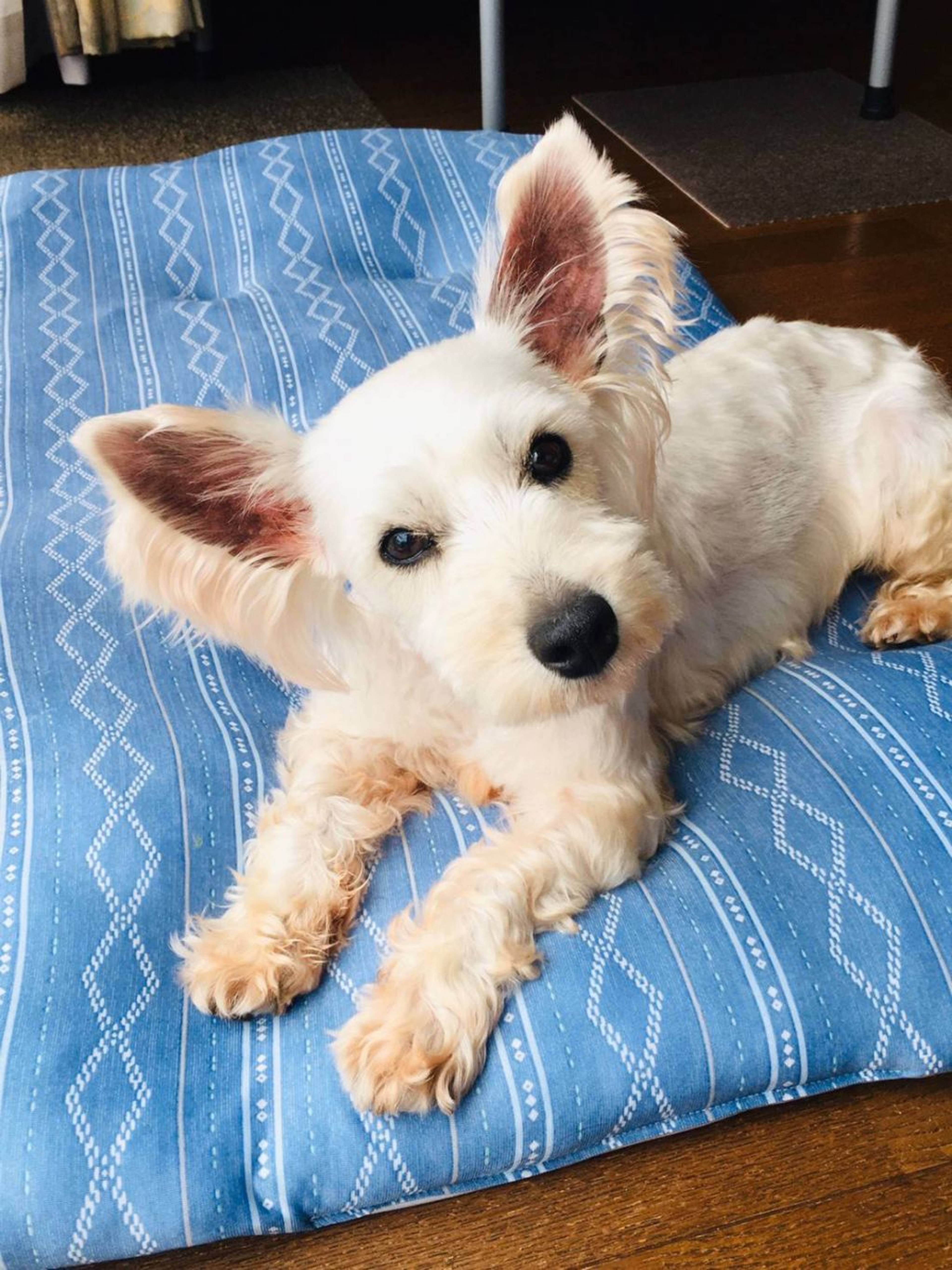 雑種（ミックス犬）・メスの里親募集の写真