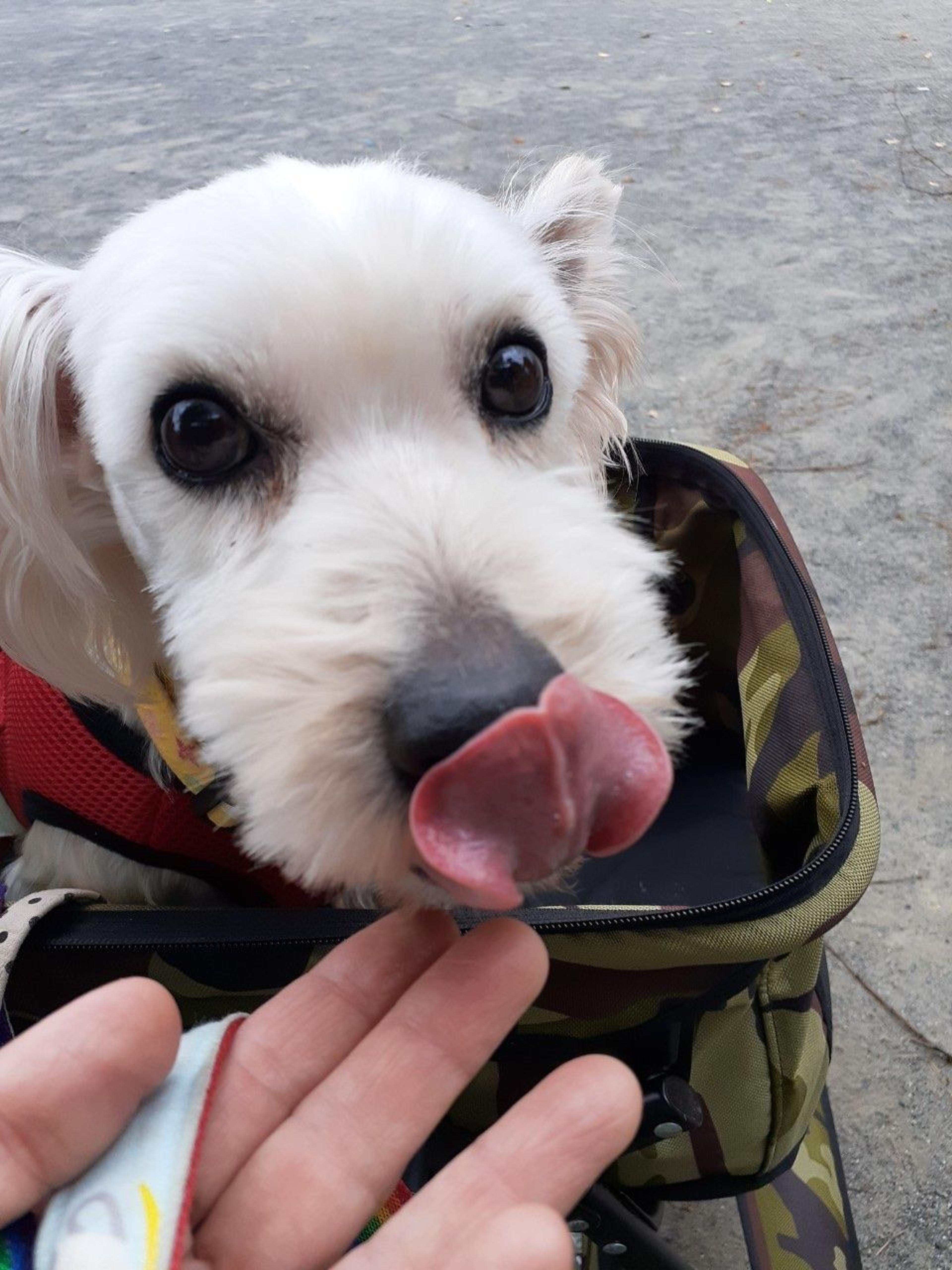 pet-image-2