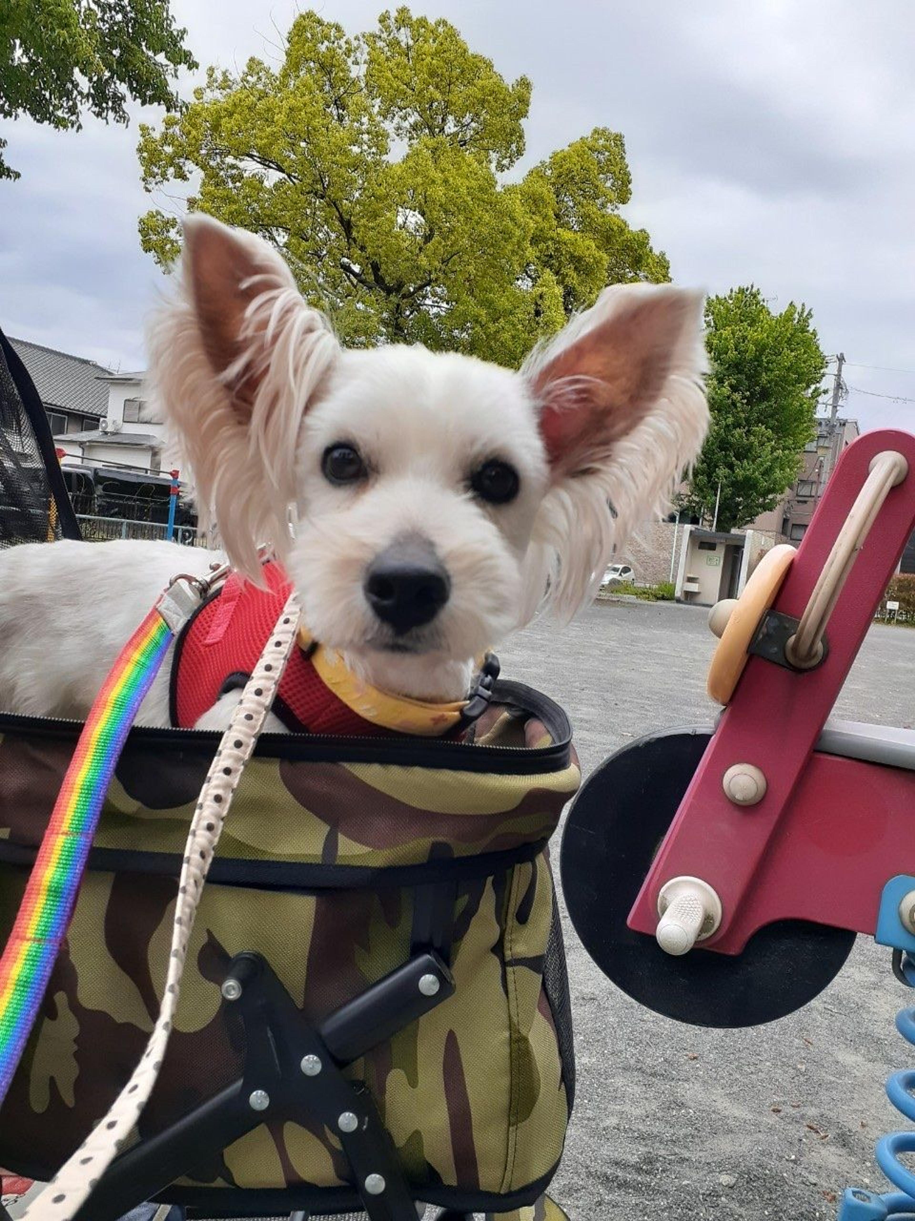 pet-image-3