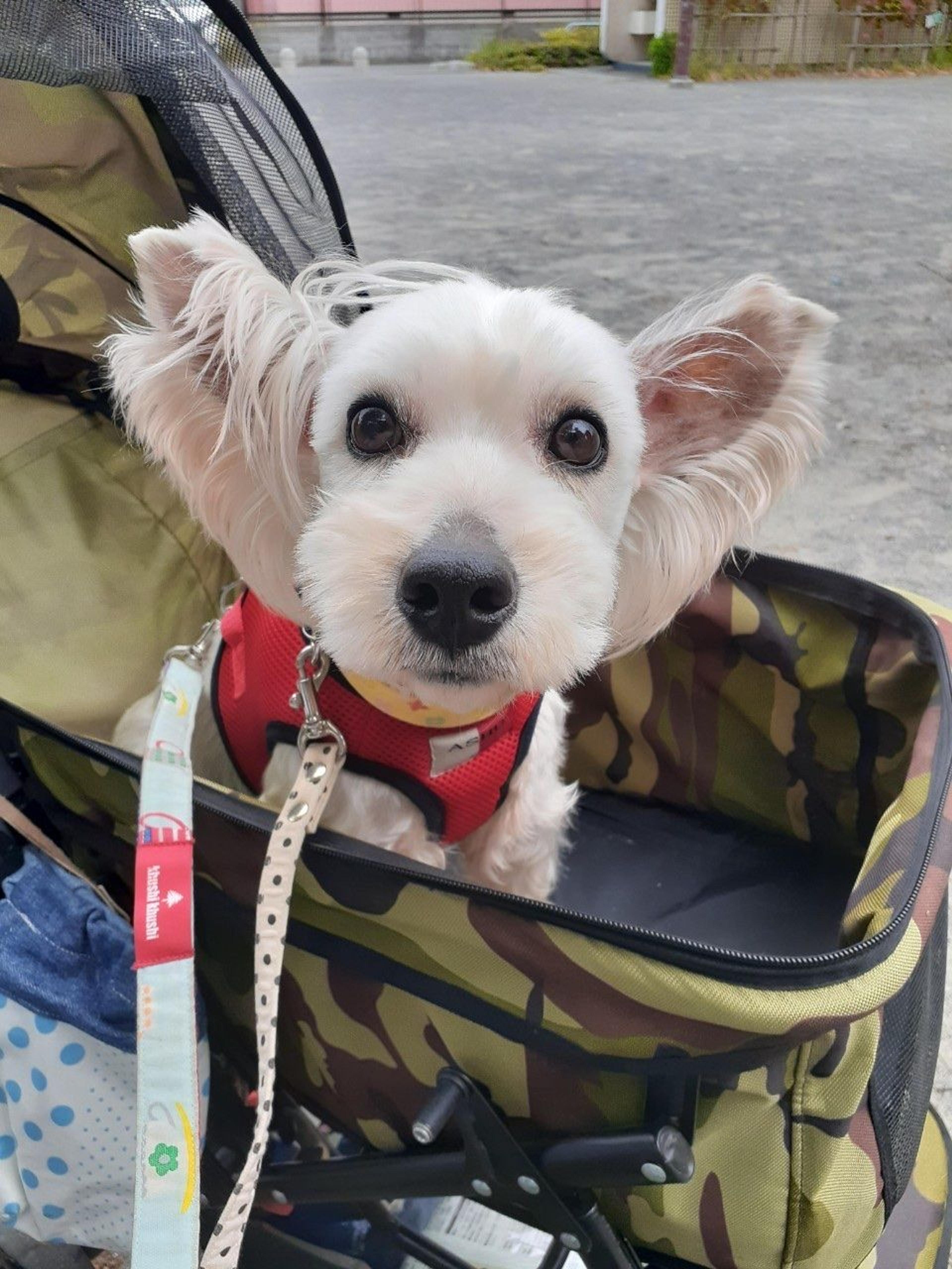 pet-image-4