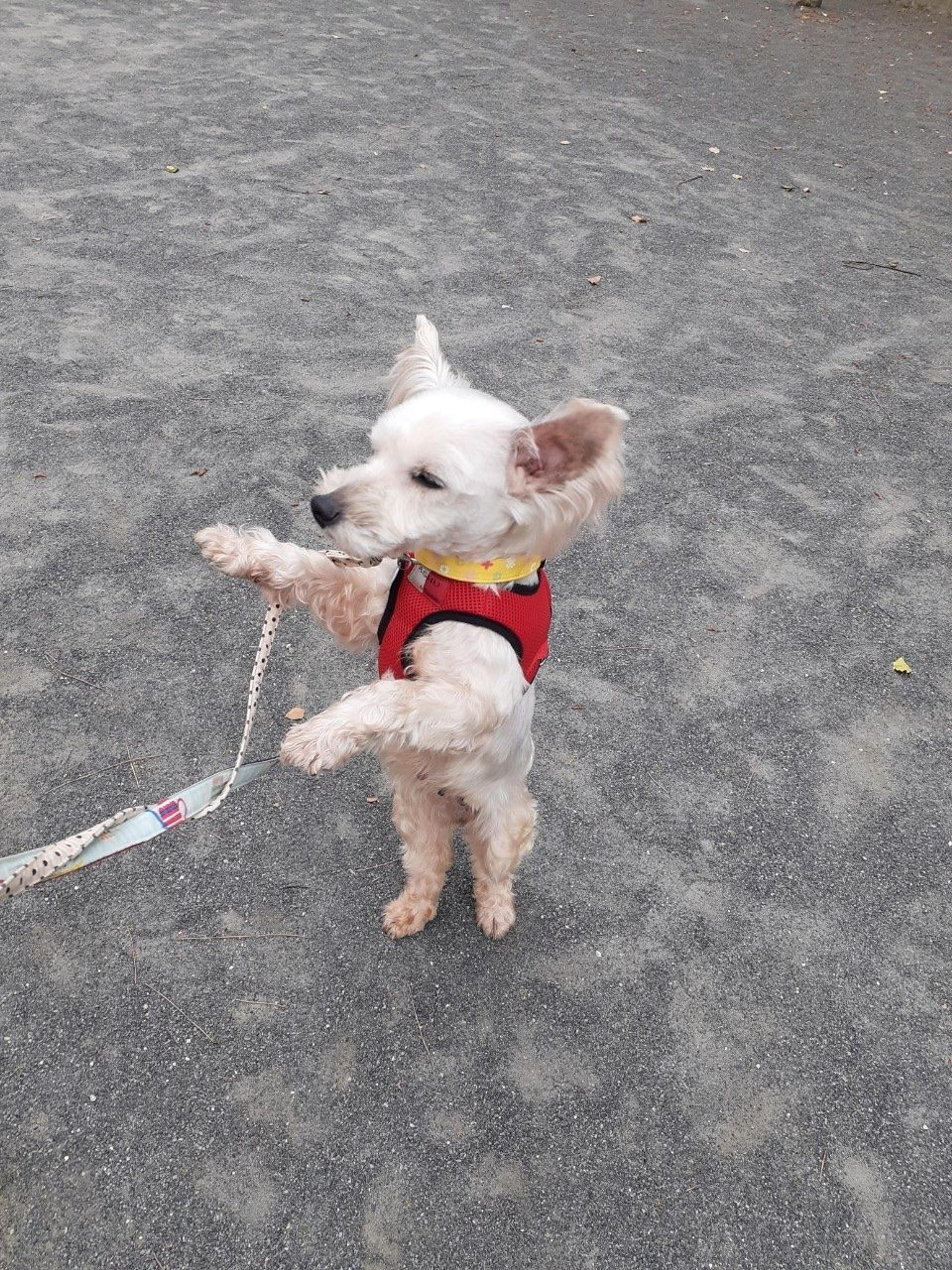 pet-image-5