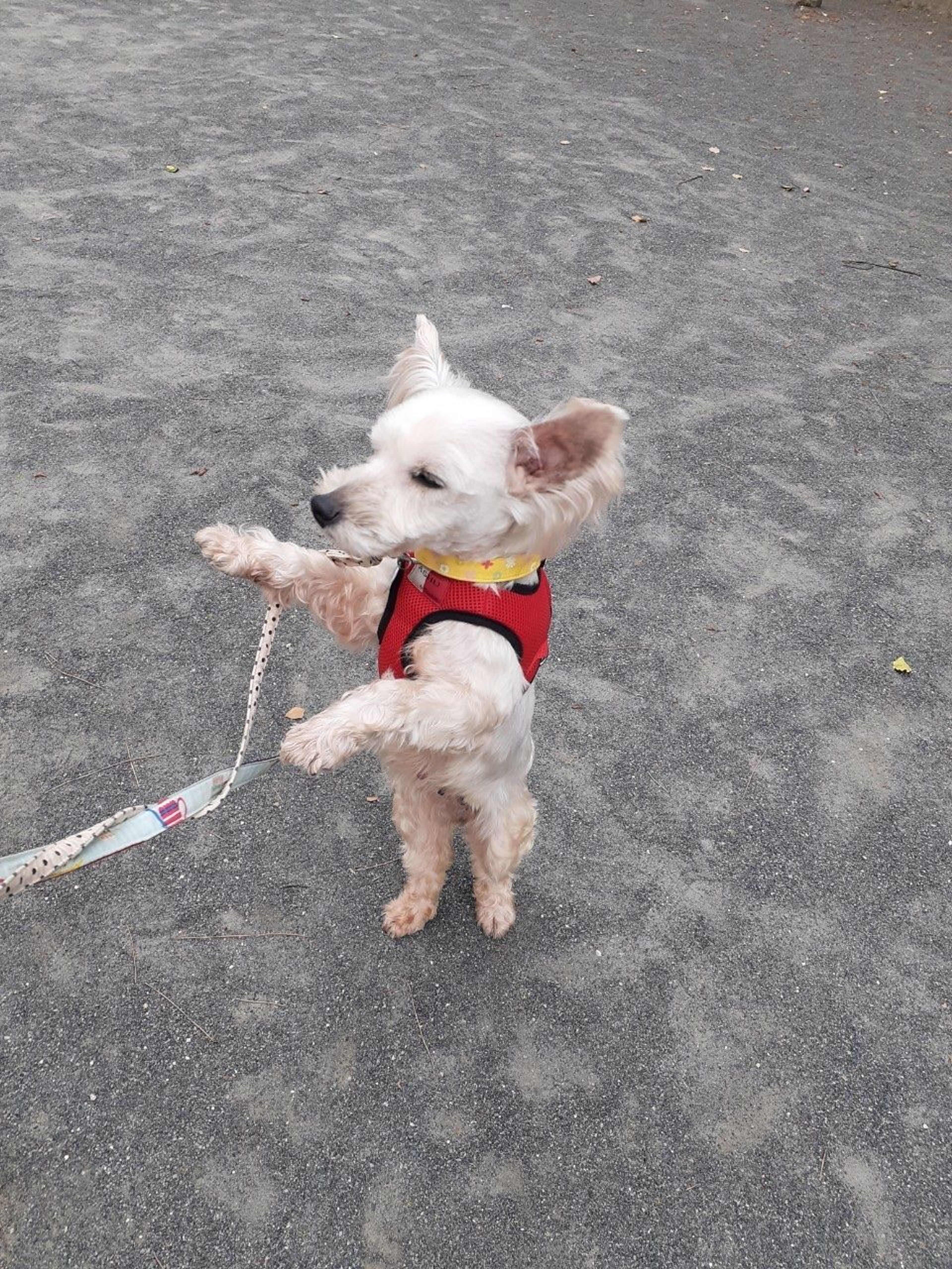 pet-image-5