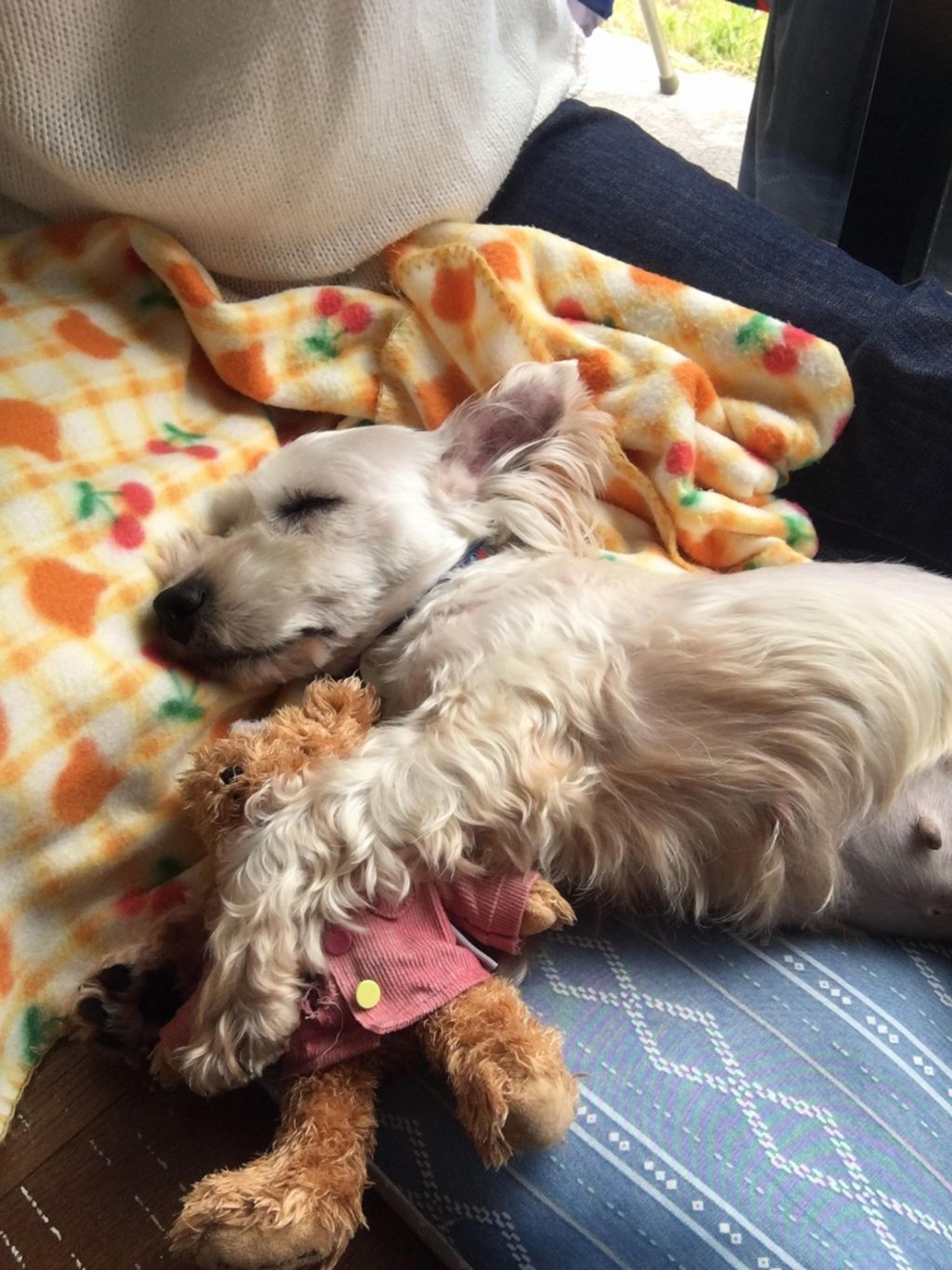pet-image-8
