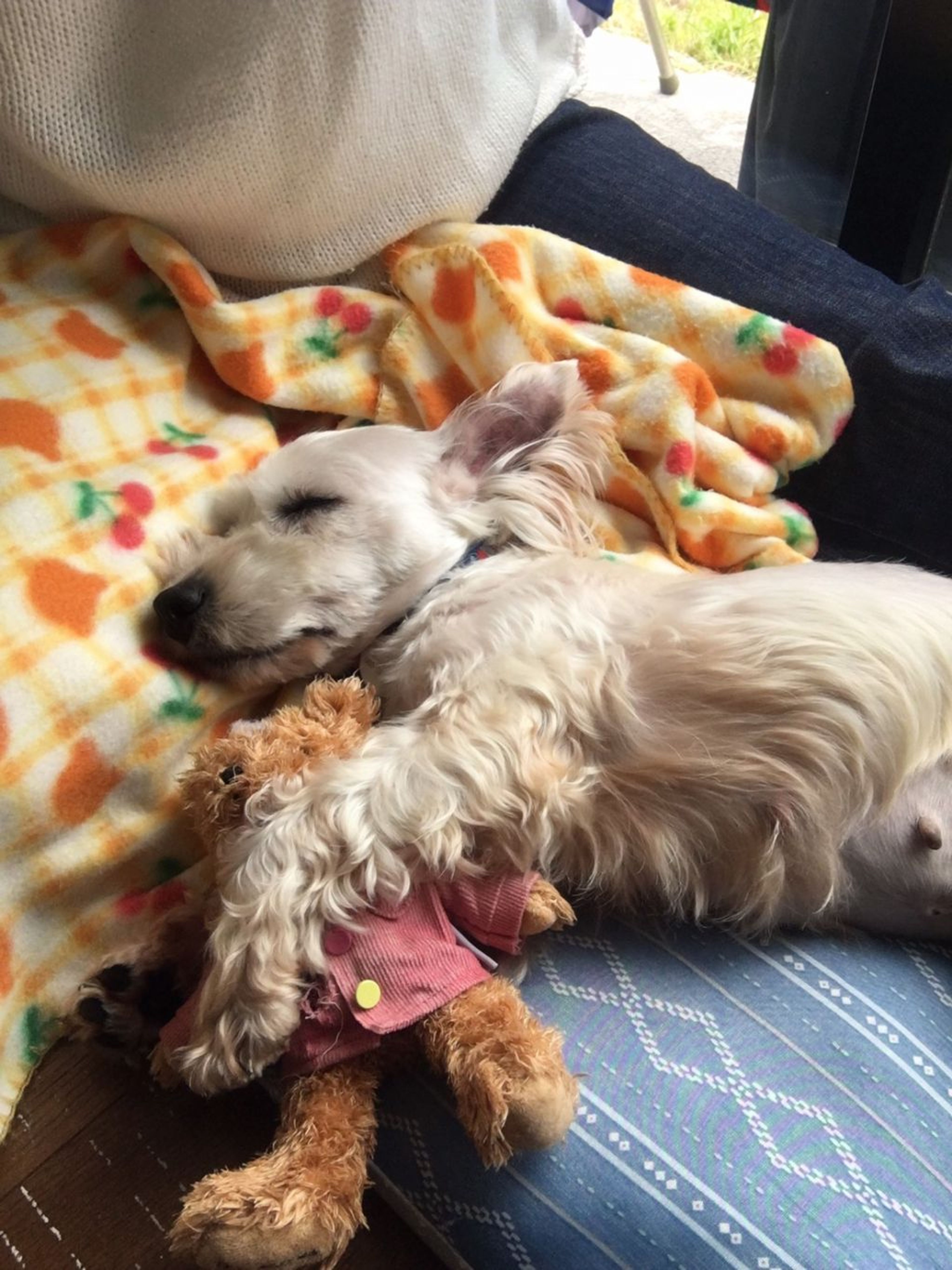 pet-image-8