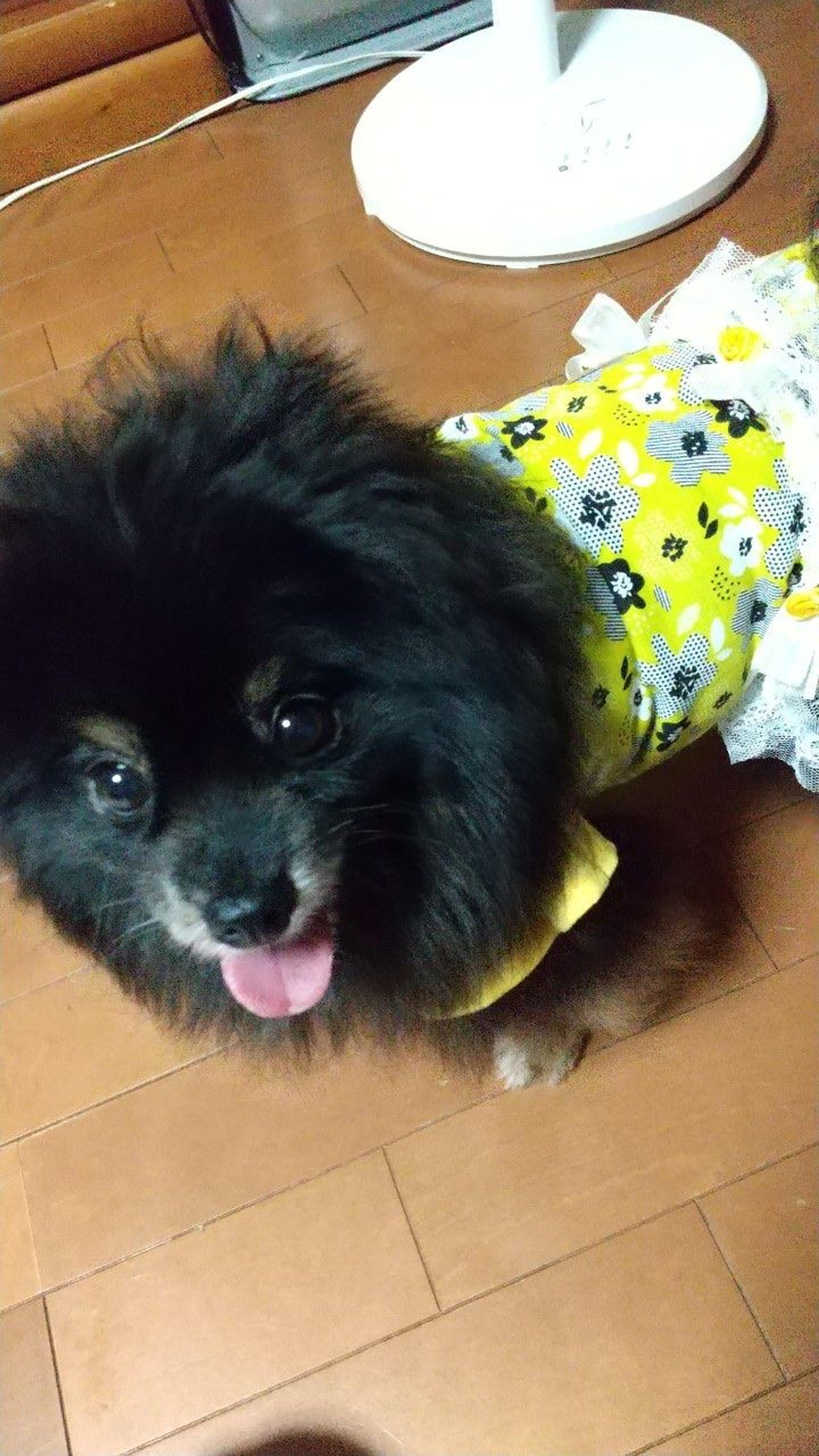 pet-image-2