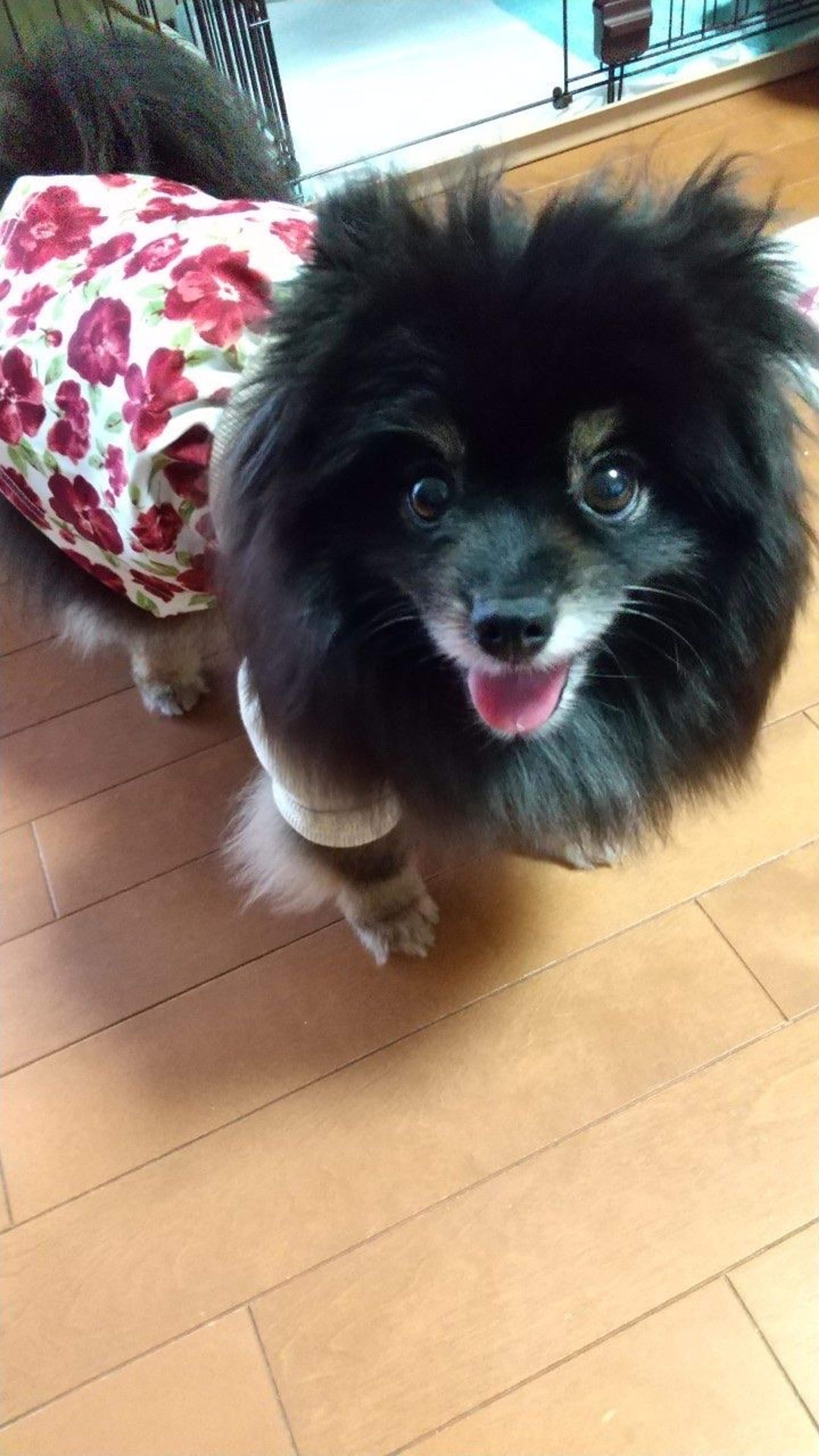pet-image-4