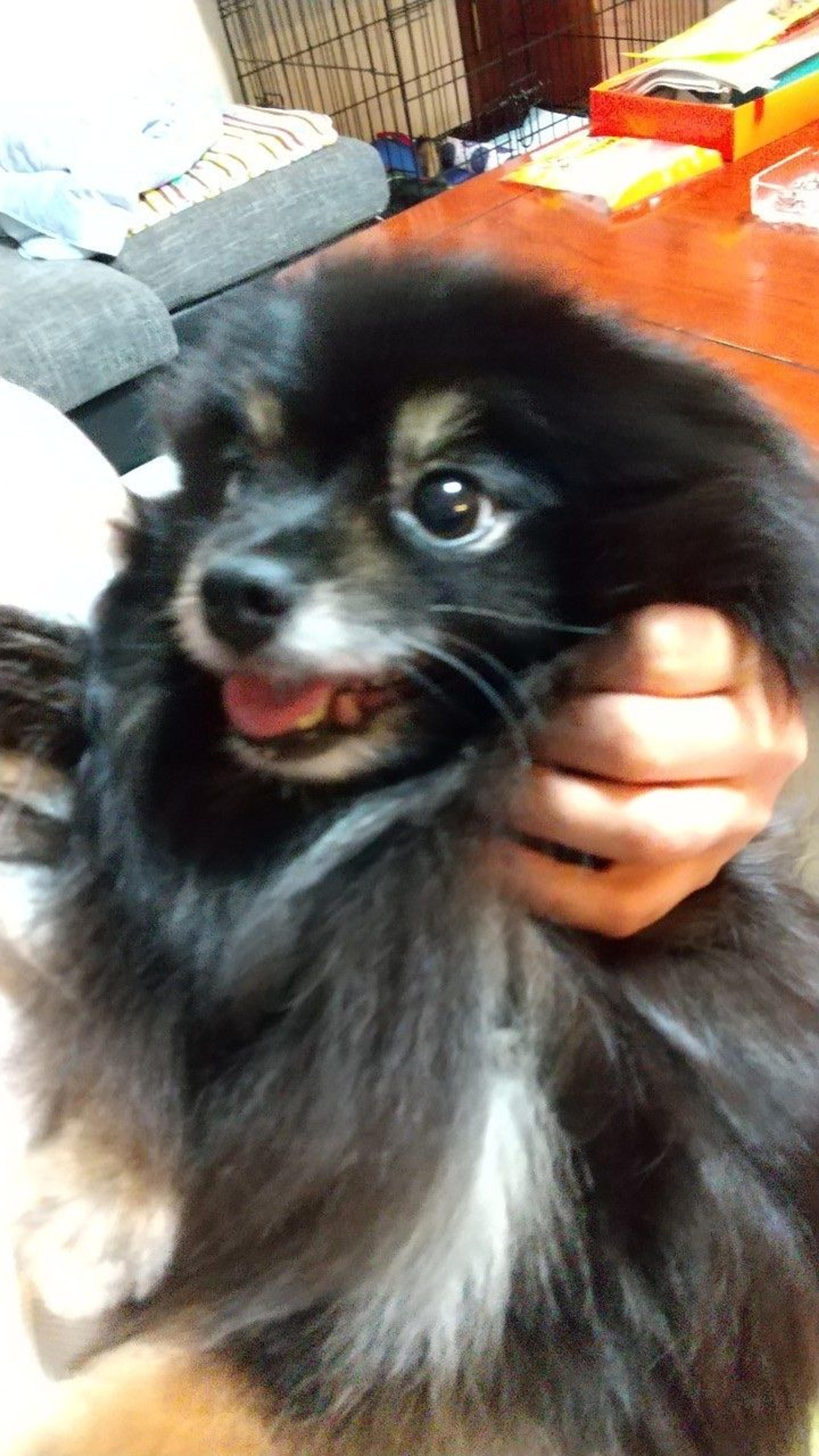 pet-image-6