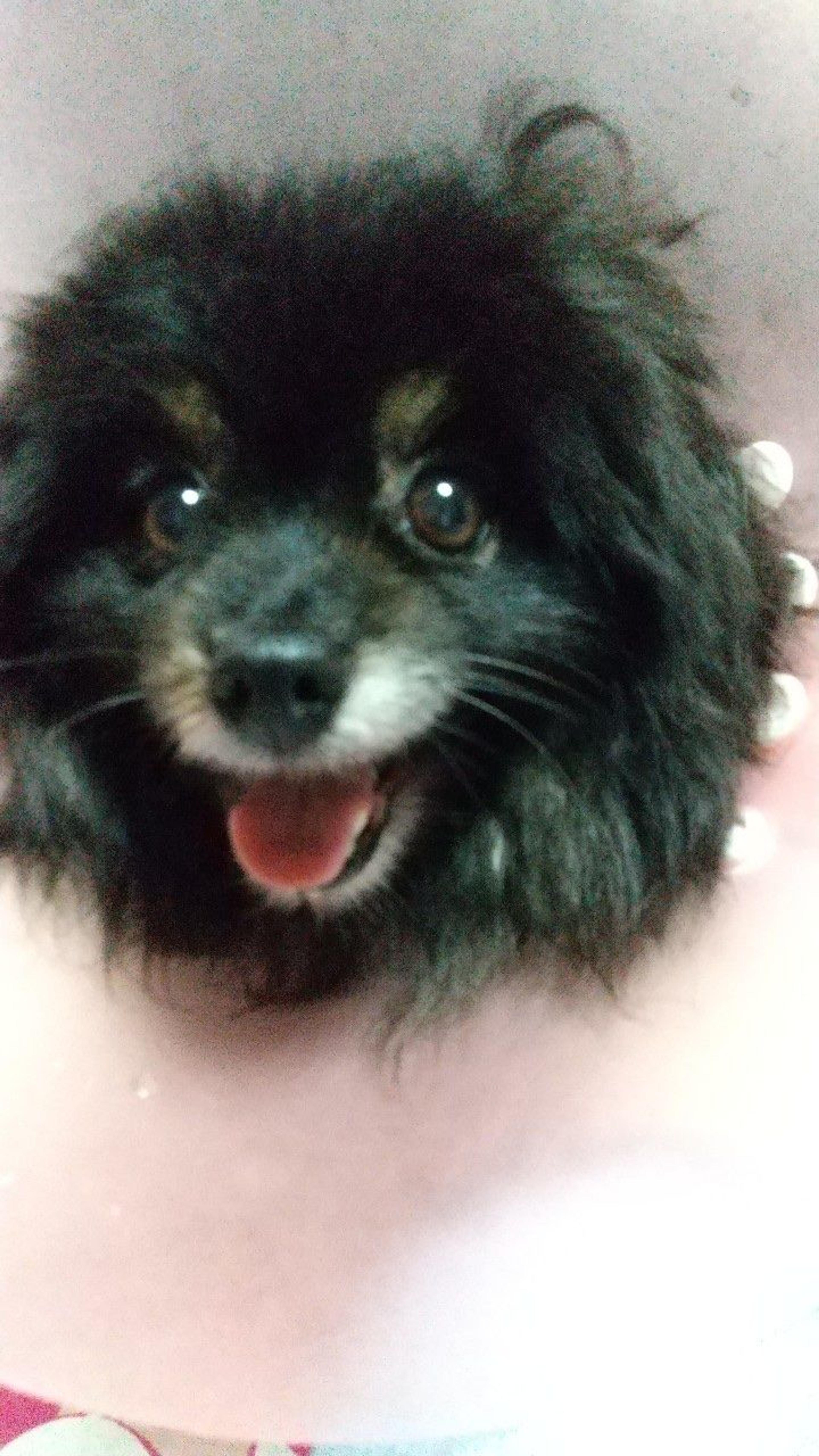 pet-image-8