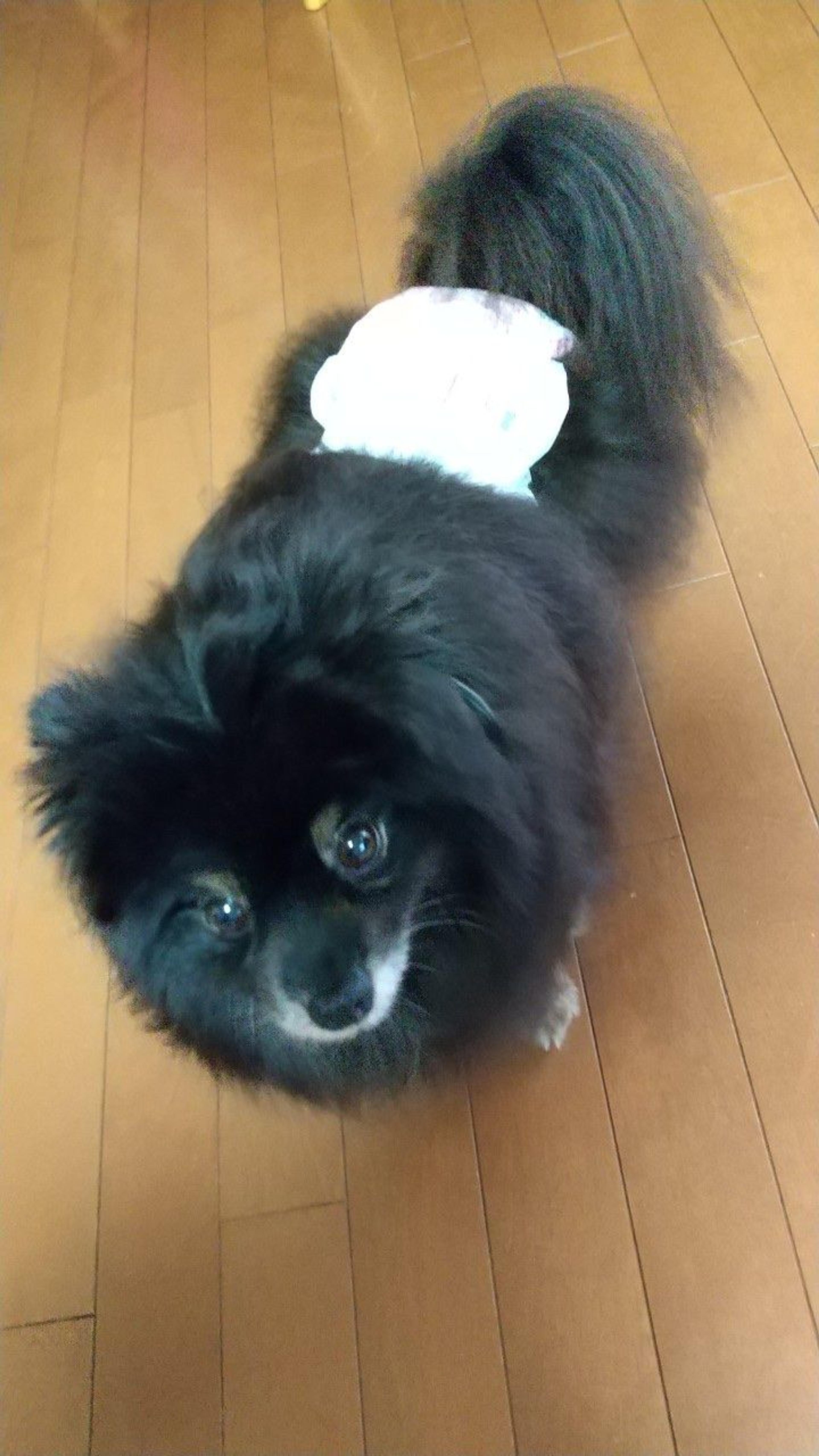 pet-image-9