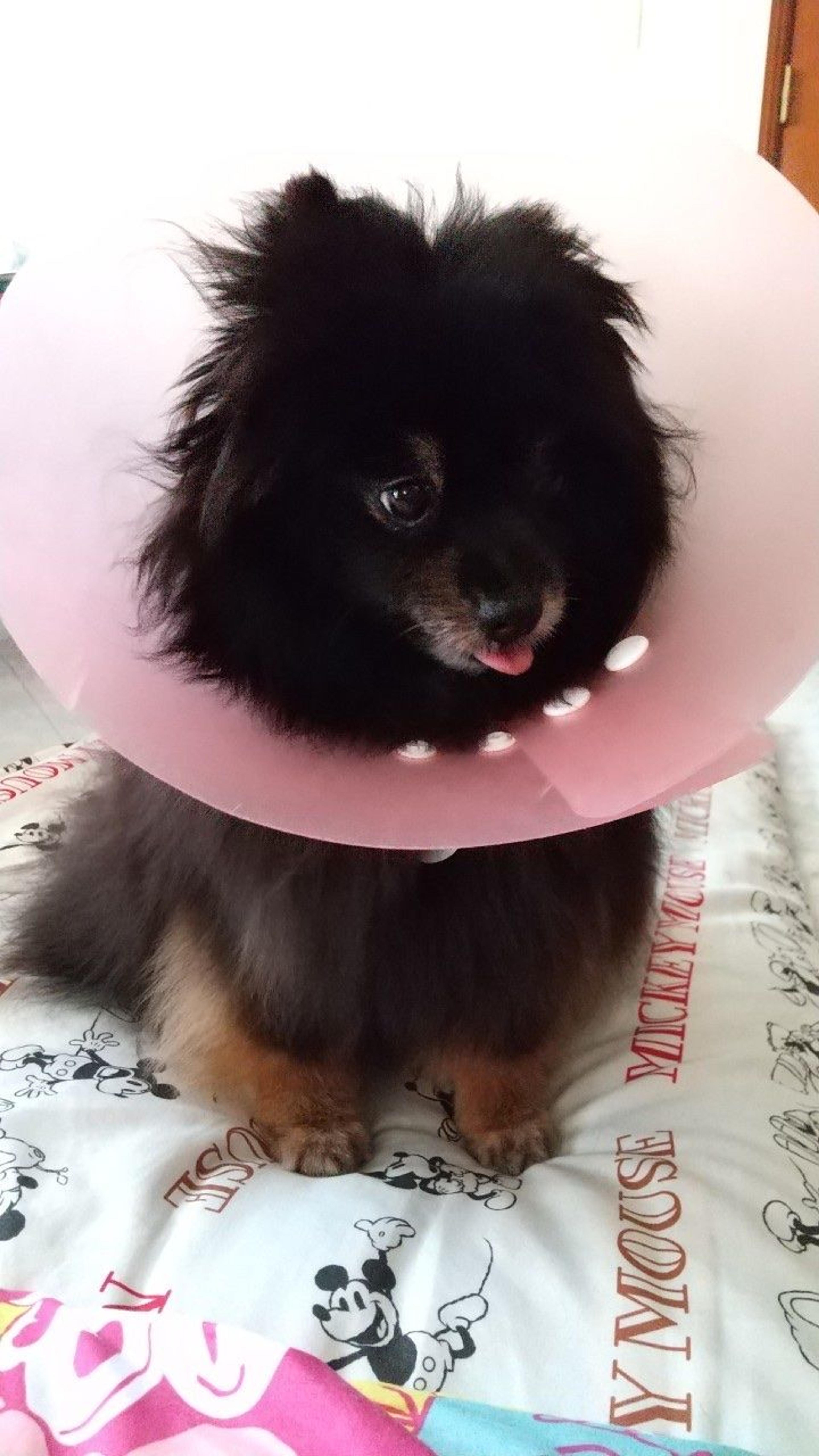 pet-image-10